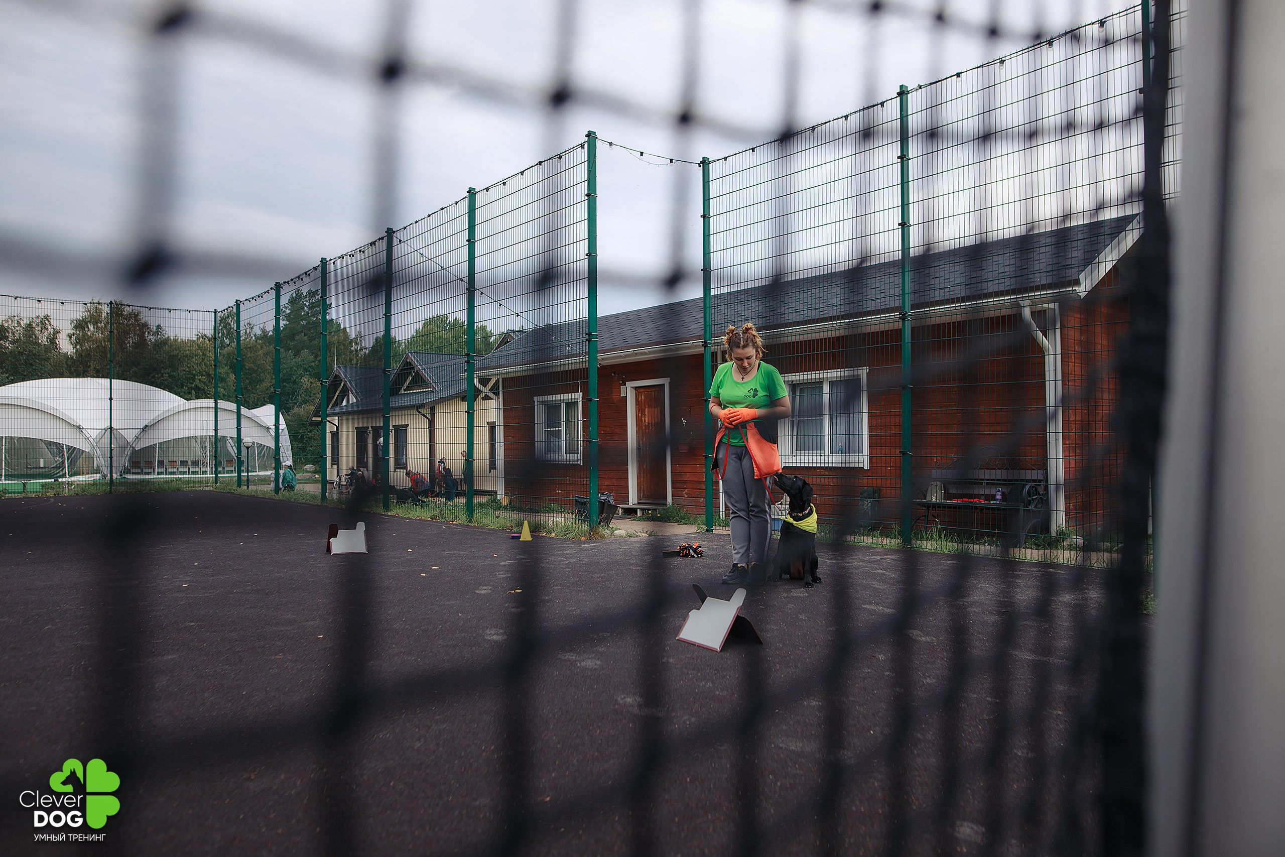 Кинологический лагерь CleverDog, 2024. Фотограф-анималист Mary Mart — Москва, Питер