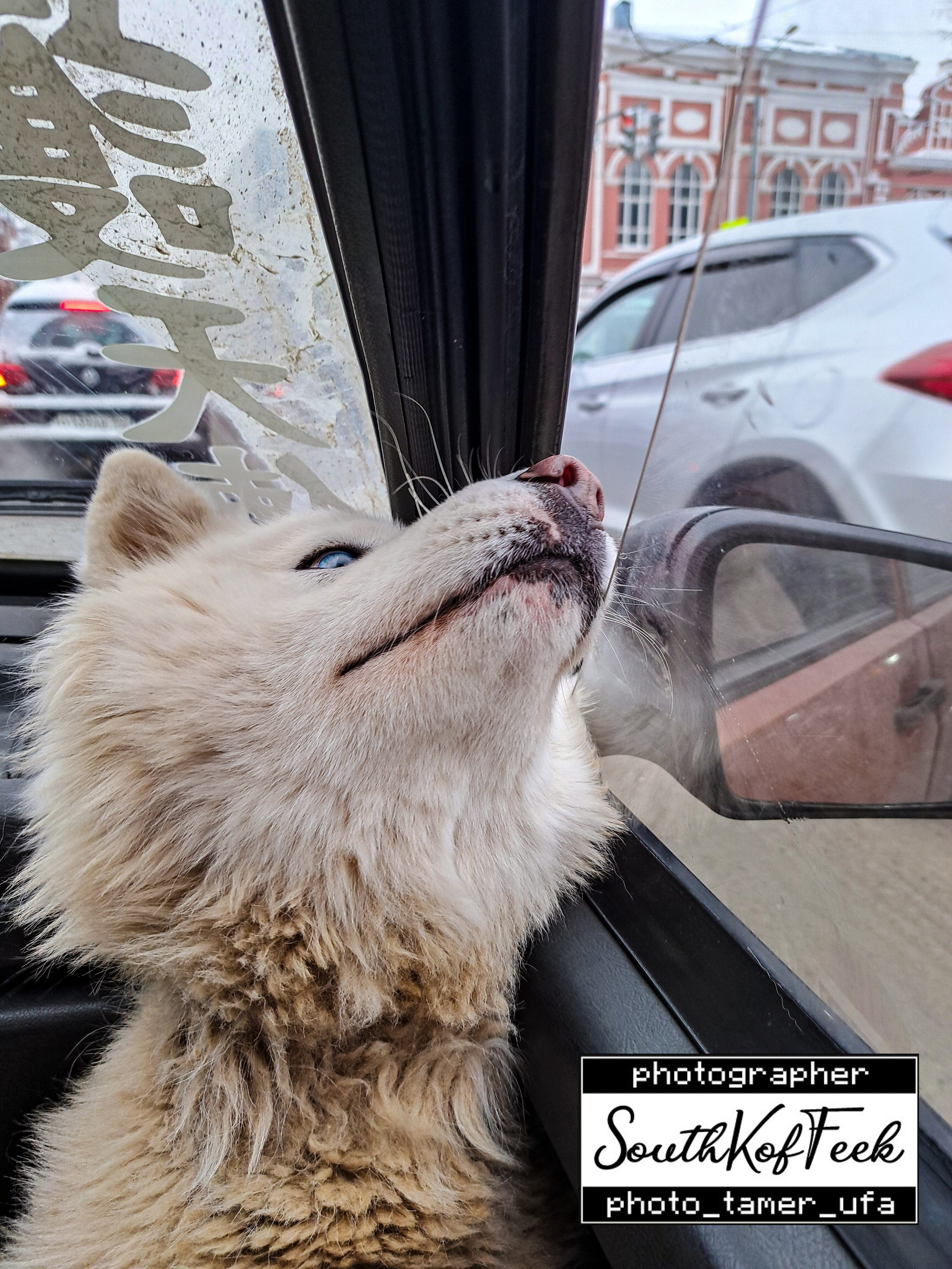 Фотосессии животных. Photo Tamer Ufa