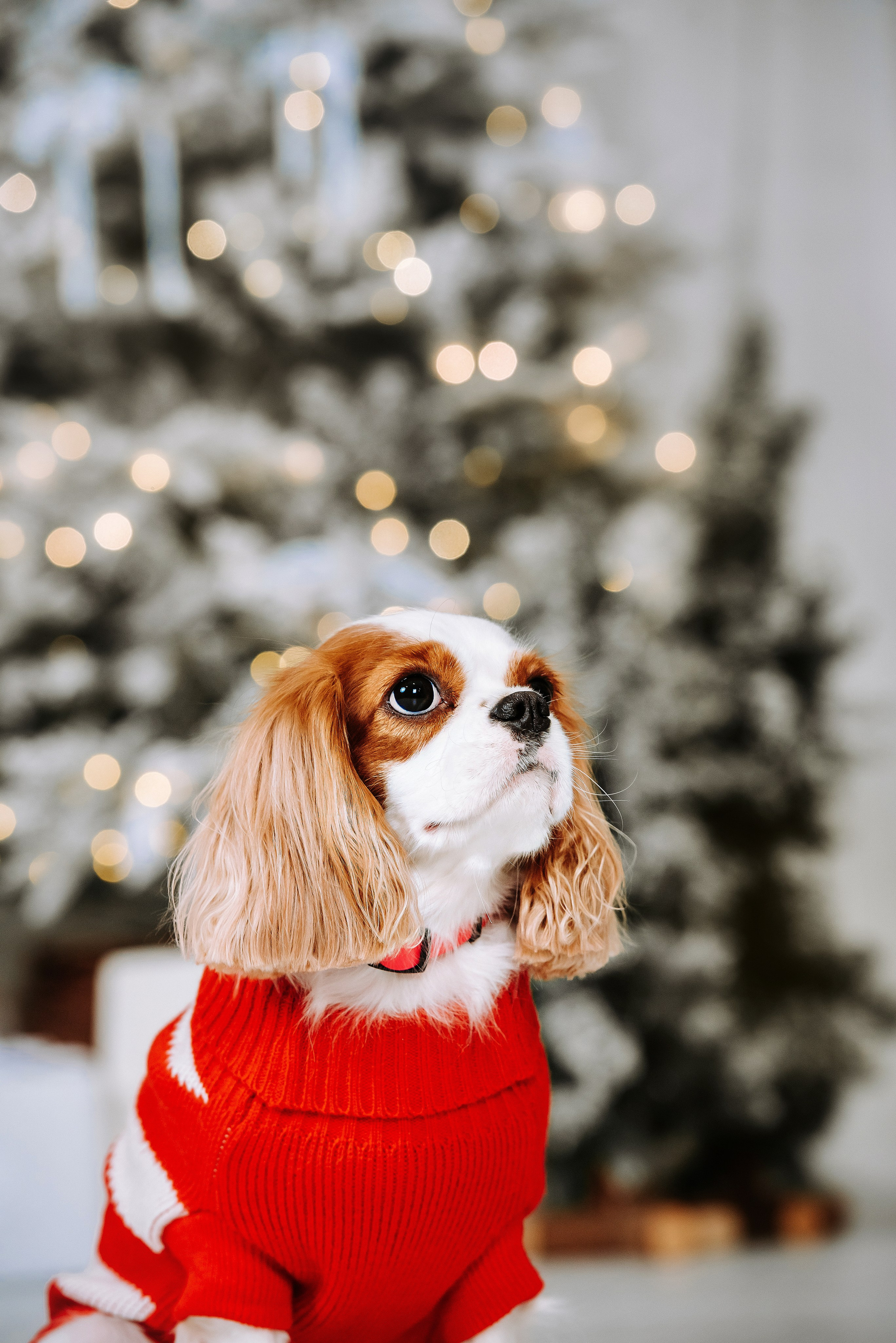 Семейная съёмка с питомцами в фотостудии. Фотограф Диана Оленина Красноярск / Братск