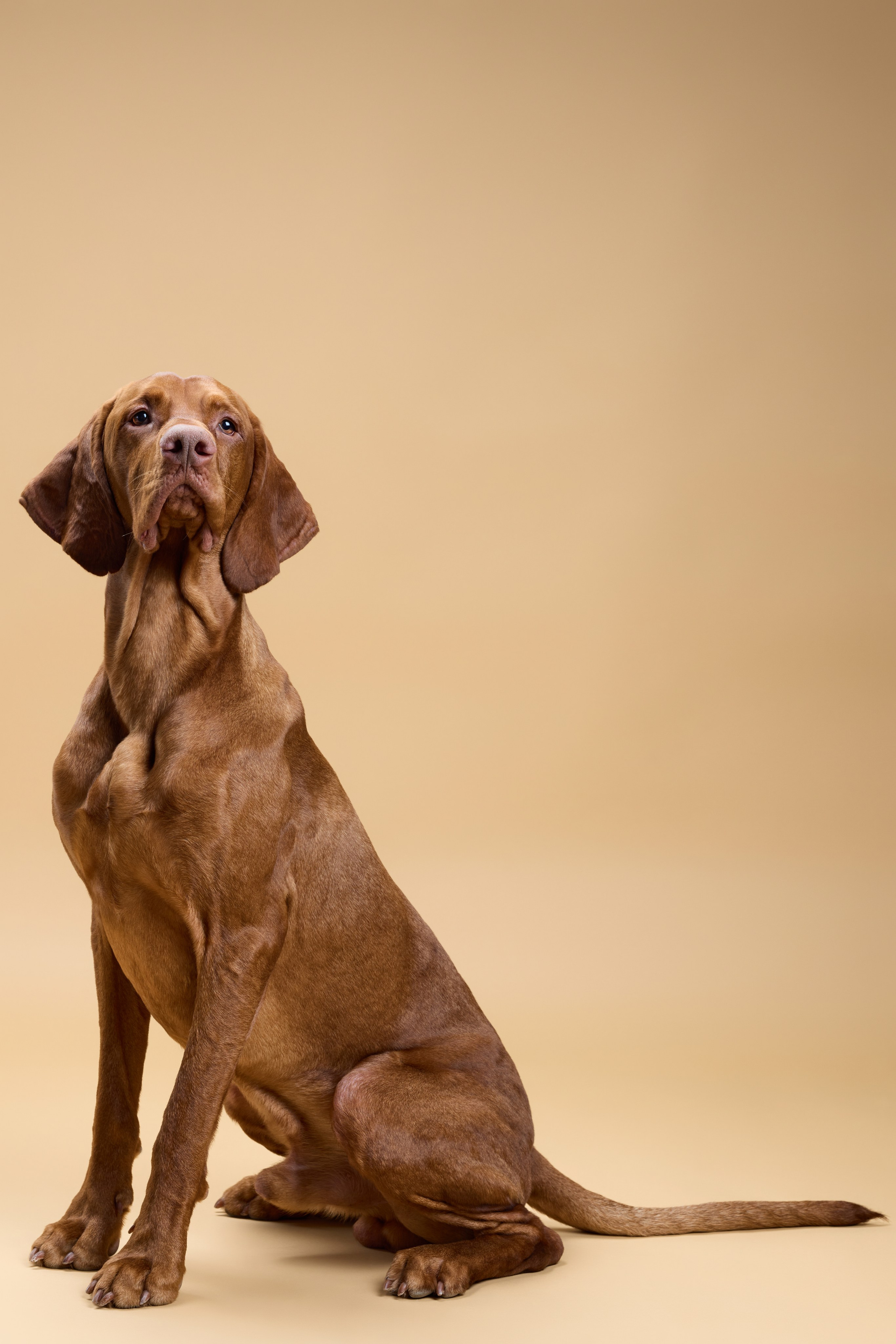 Pet photography. Фотограф Макс Давыдов