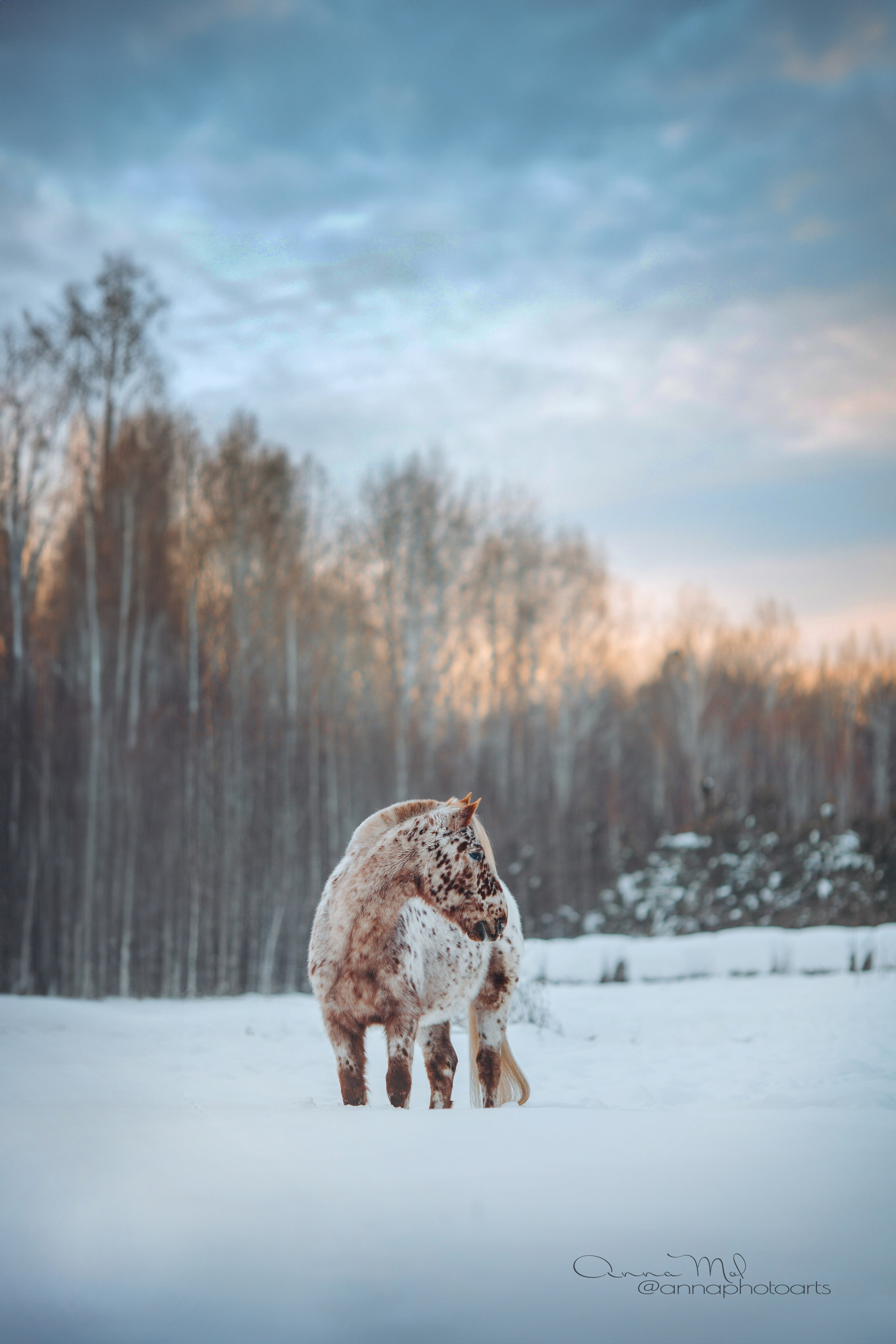 Съемка для лошадей. Анна Молчанова конный фотограф в Тюмени | фотосессии с лошадьми Тюмень