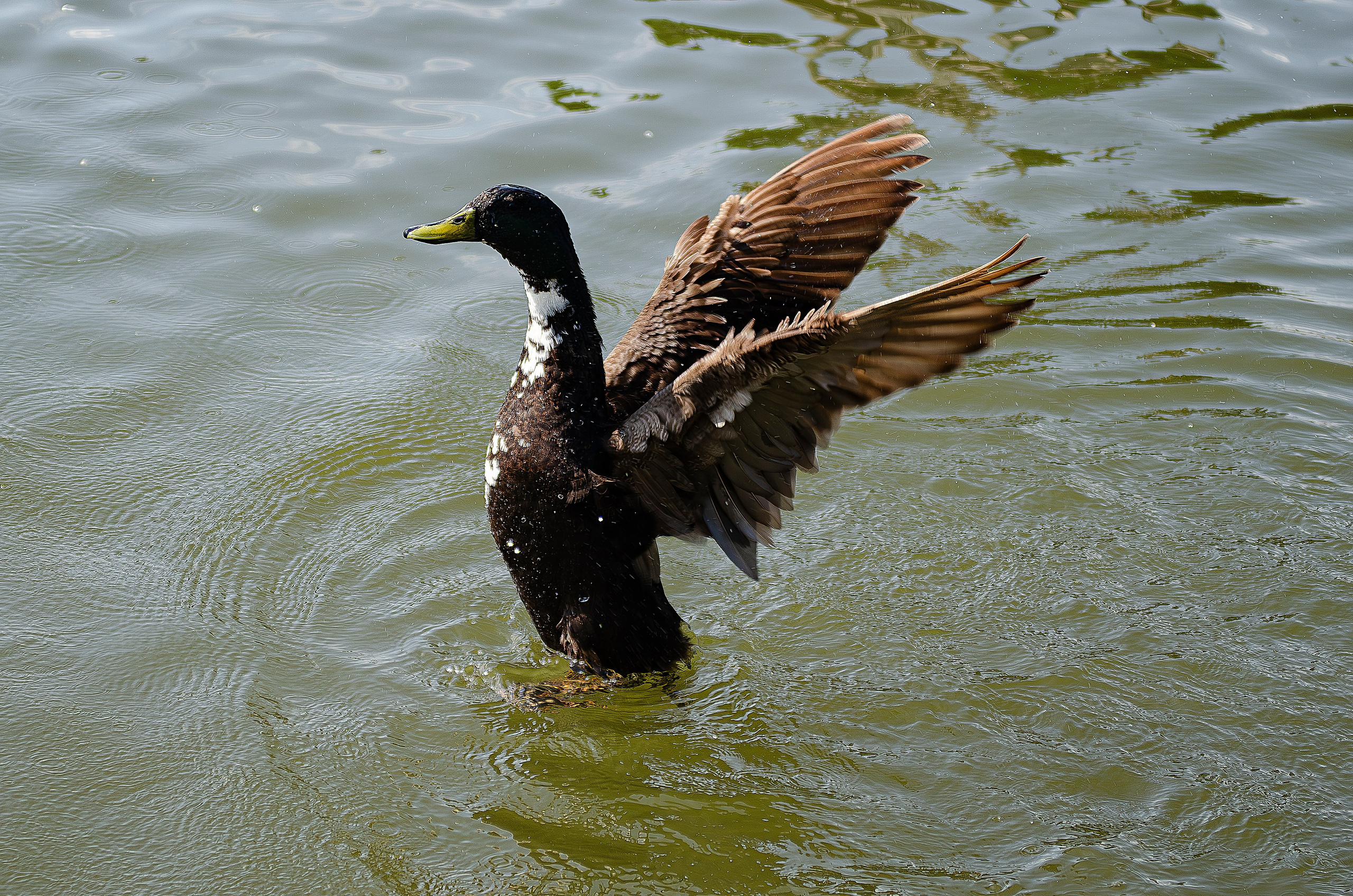 Птицы.Животные. Sreda fotoArt