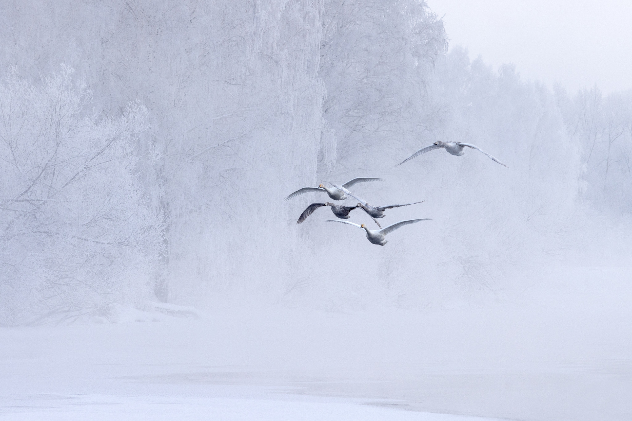 Заказник "Лебединый" | Фотограф Дмитрий Купрацевич. Дмитрий Купрацевич профессиональный пейзажный и travel-фотограф