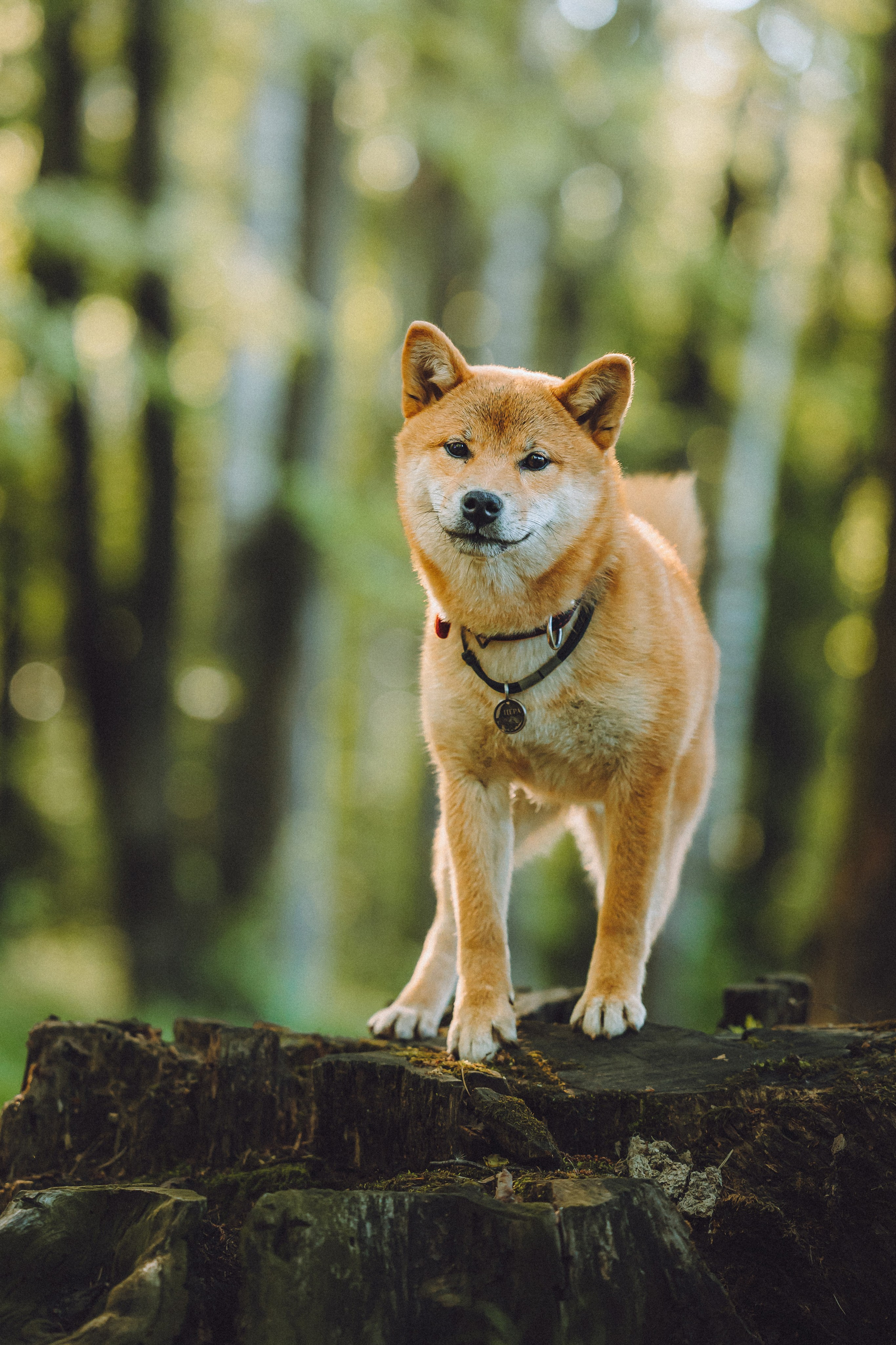 Шед, Цири, Чиби, Цера и их семья