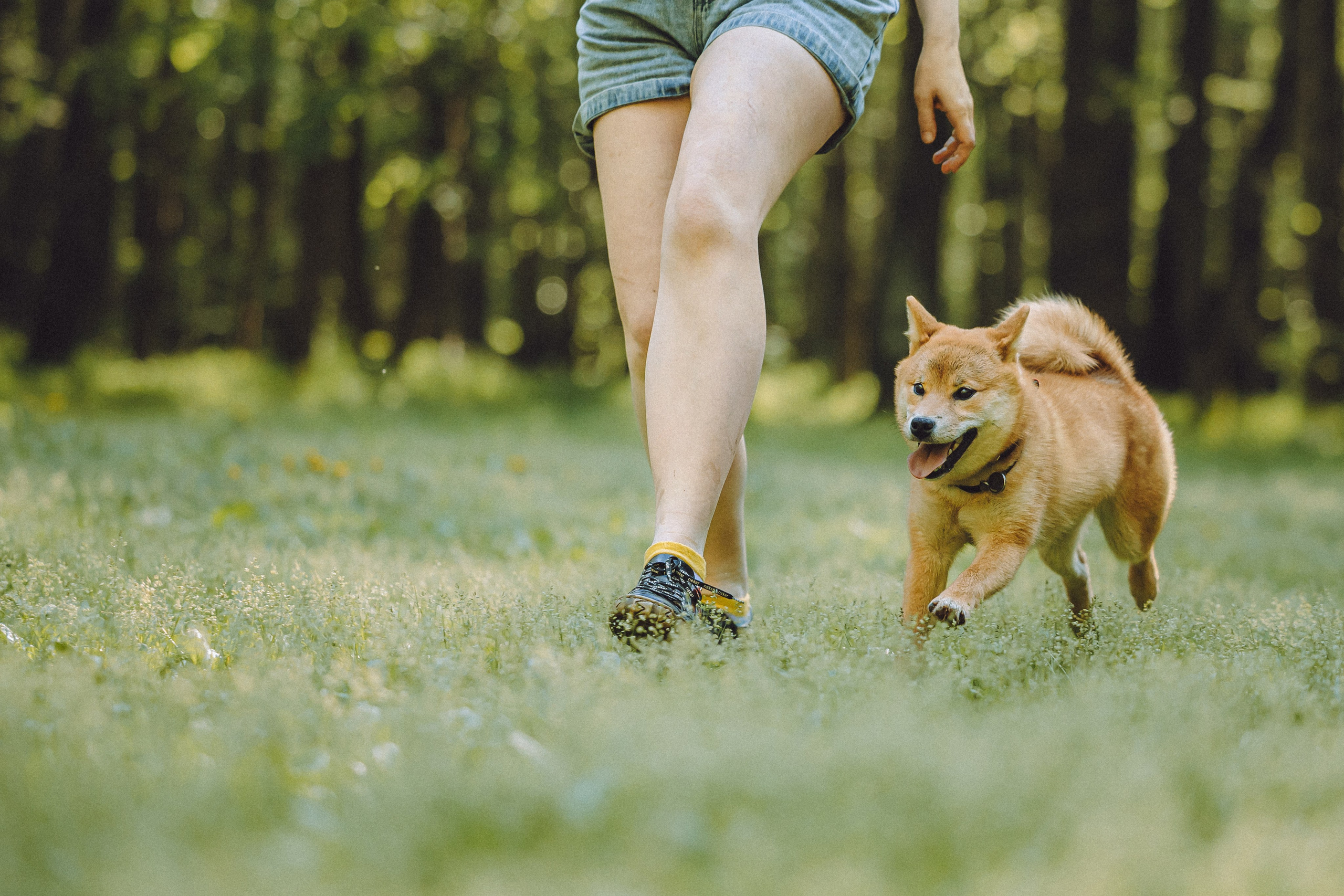 Шед, Цири, Чиби, Цера и их семья