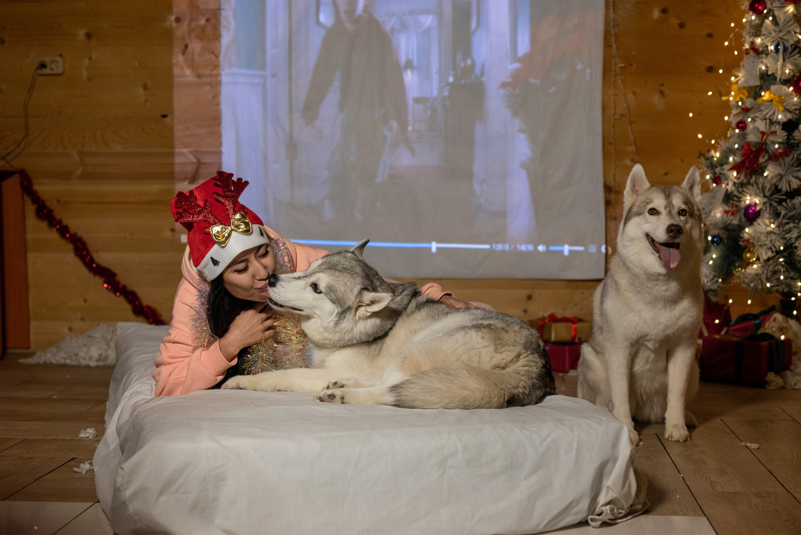 Фотопроект с хаски 2025 г. Фотограф в городе Салават