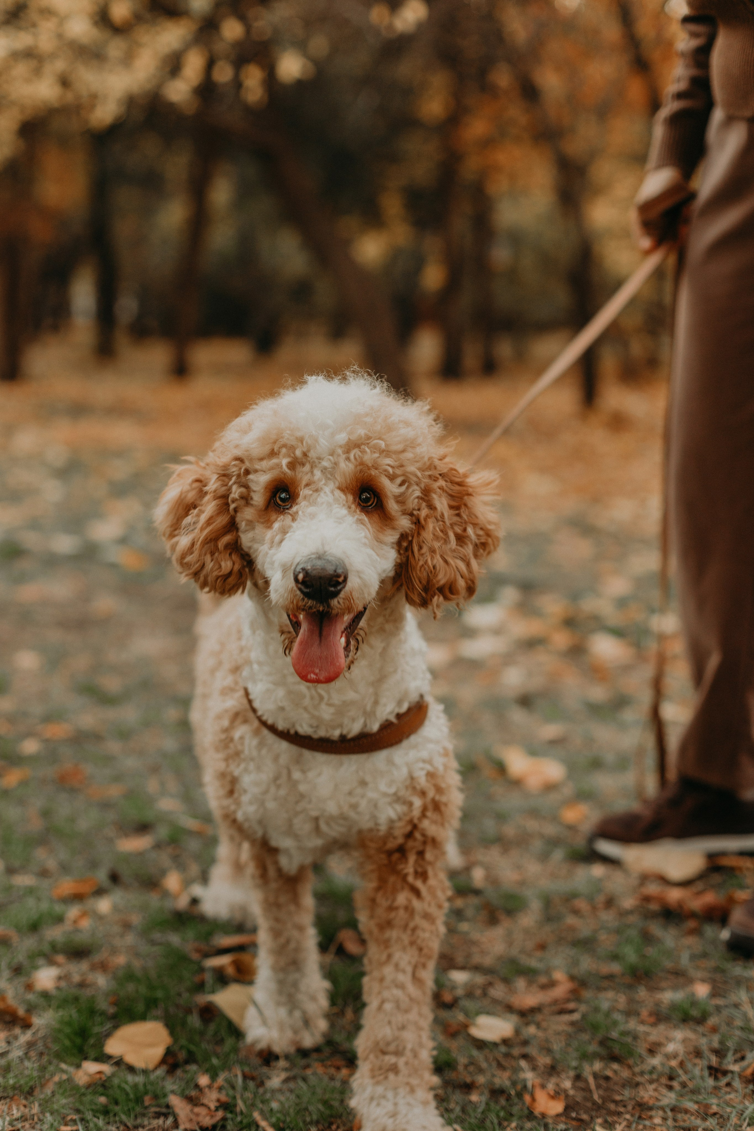 Пуф и его семья. Фотограф в Краснодаре Евгения Михаевич