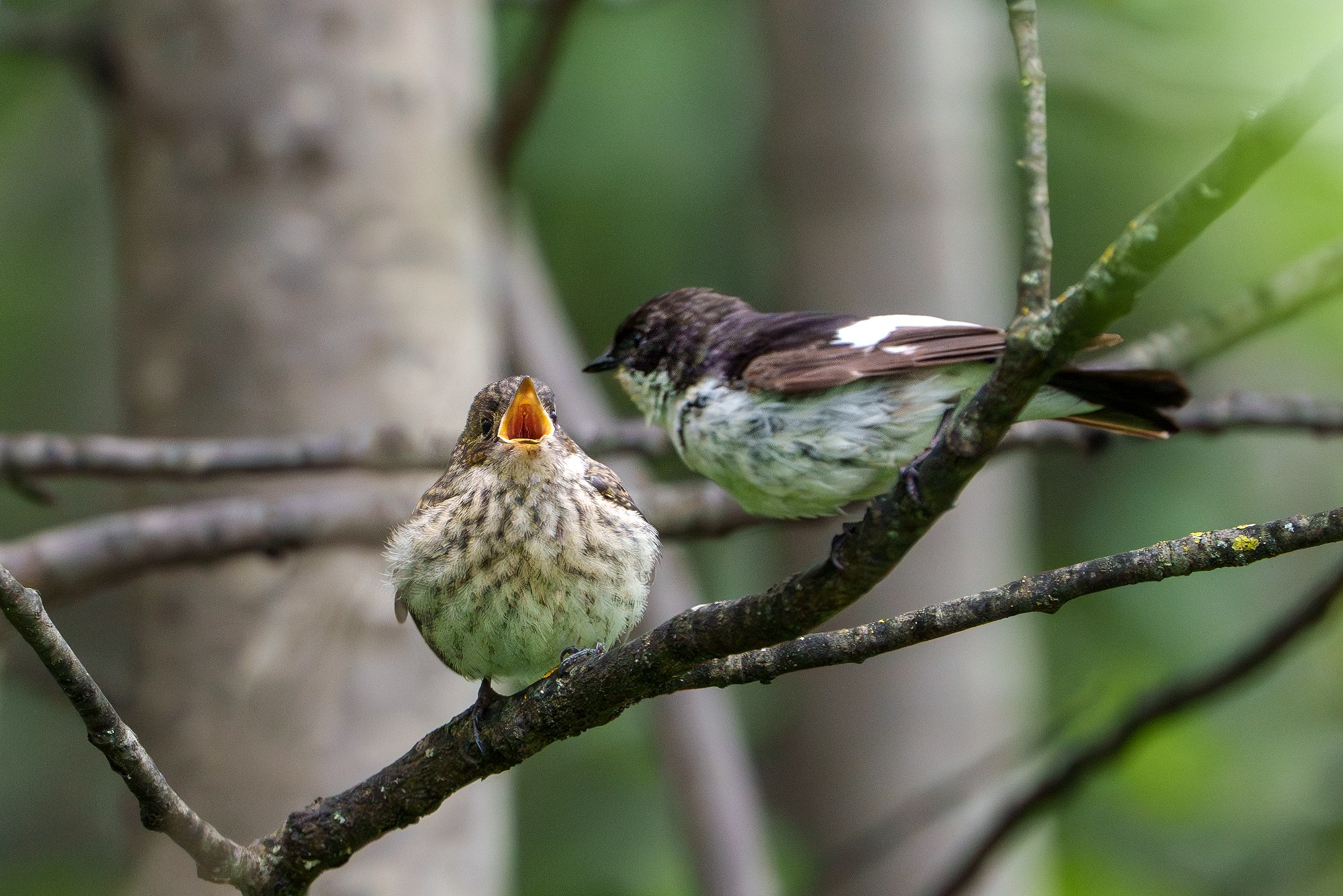 Удивительные мир птиц. Вокруг нас столько прекрасного — присмотритесь!. Ваш личный фотограф Марина Волкова