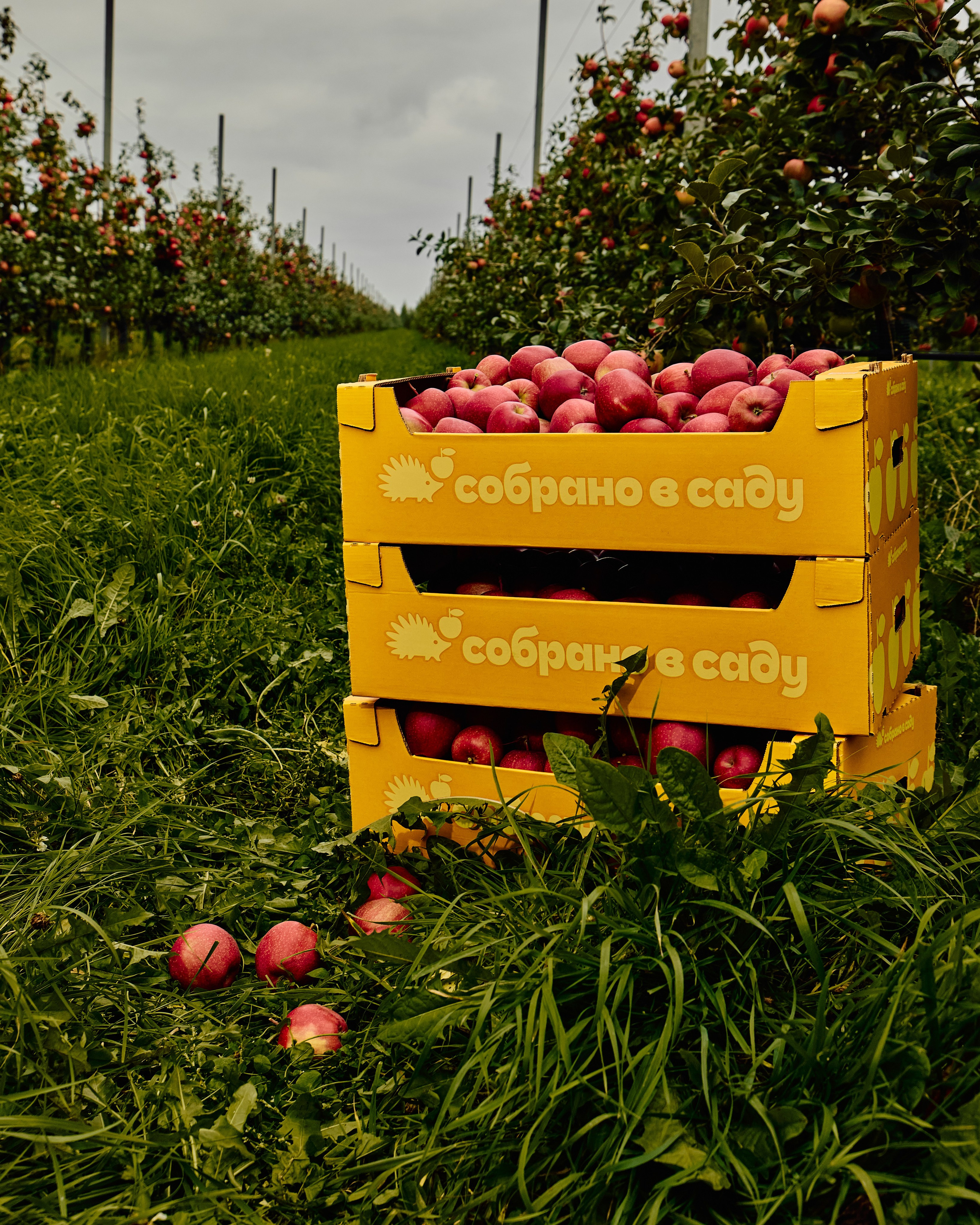 Собрано в саду. Святослав Лебедев | Рекламный фотограф — Коммерческая съемка, Арт-дирекшн, AI-интеграция