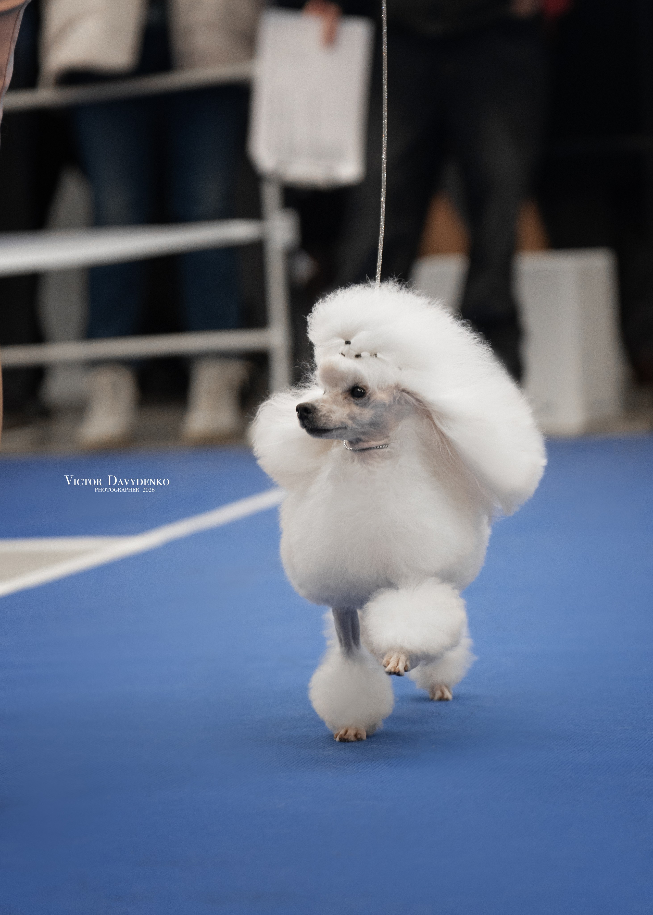  фотограф анималист краснодар выставка собак дог шоу