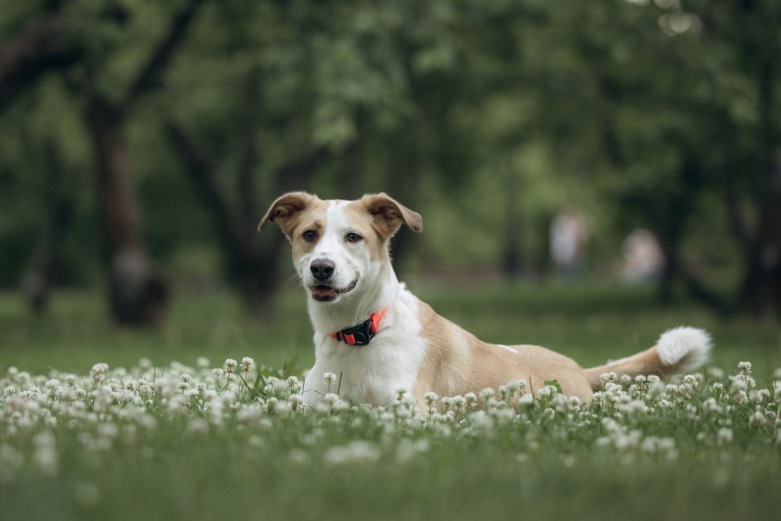 Парк Коломенское. Михаил, Анастасия и Ума. Фотограф анималист в Казани Алина Сулейманова. Фотограф животных