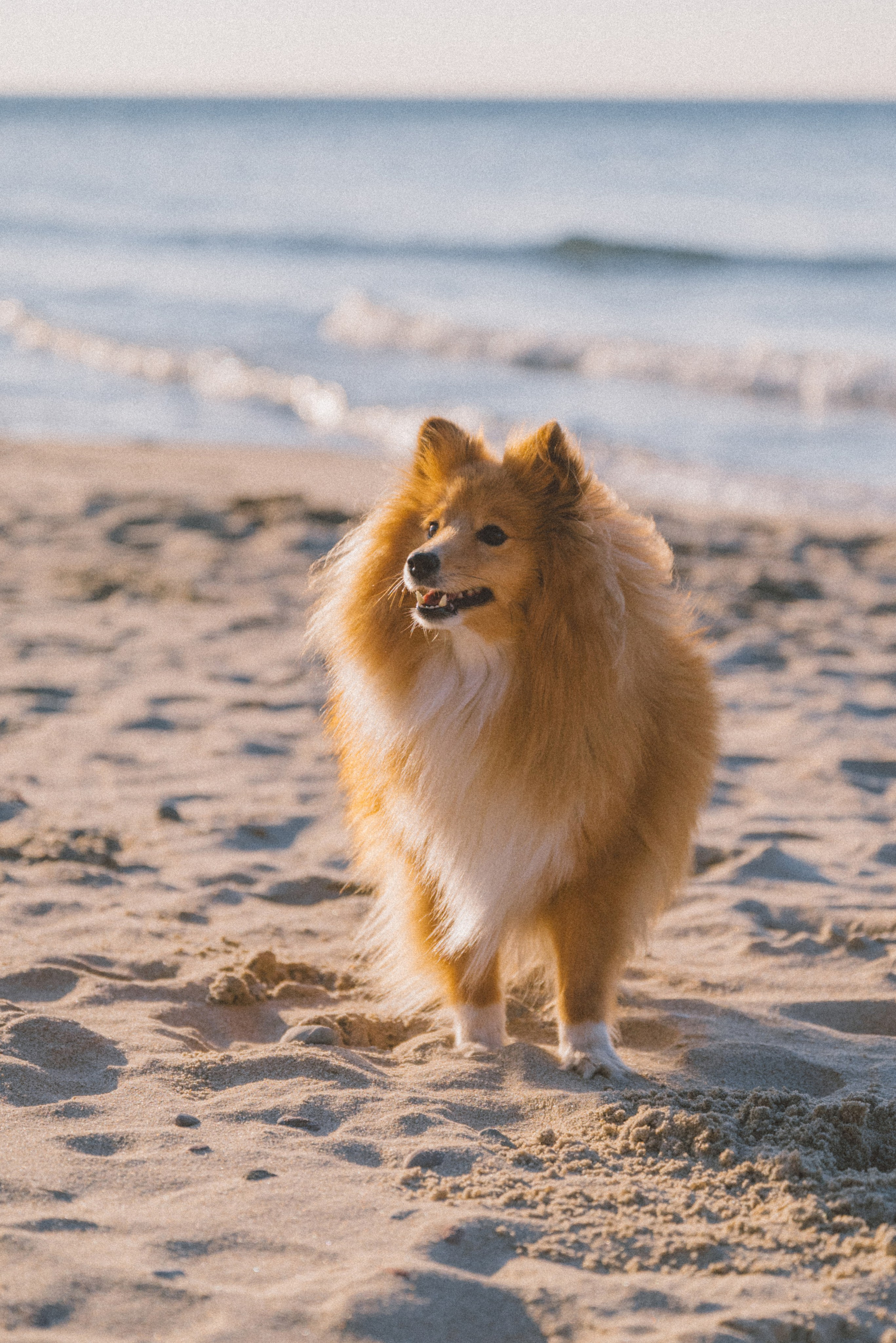 Анна и Артем. Фотограф Калининград Ангелина Воробьева