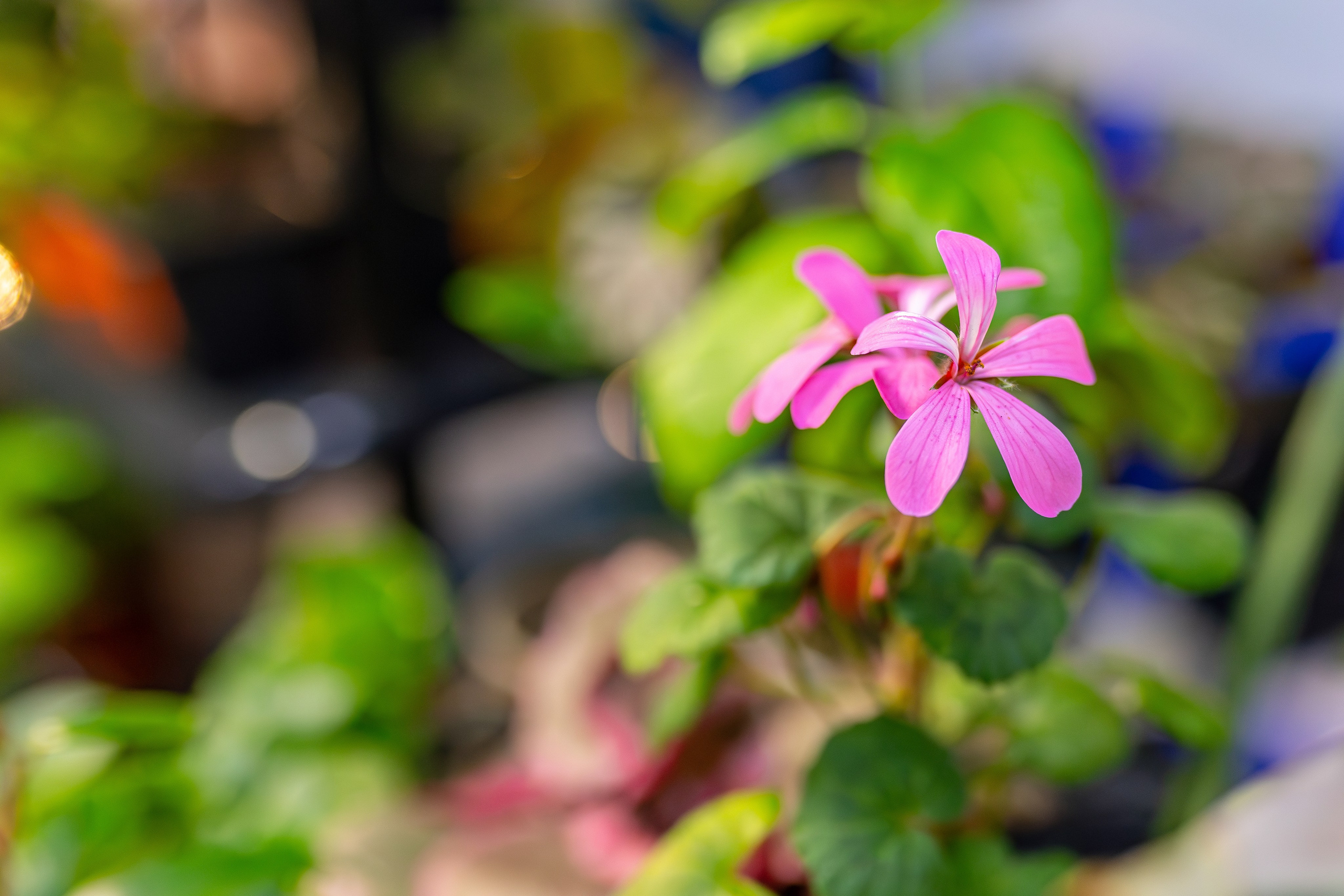 Монстериум апрель 2026. Александра Куликова фотограф, Москва