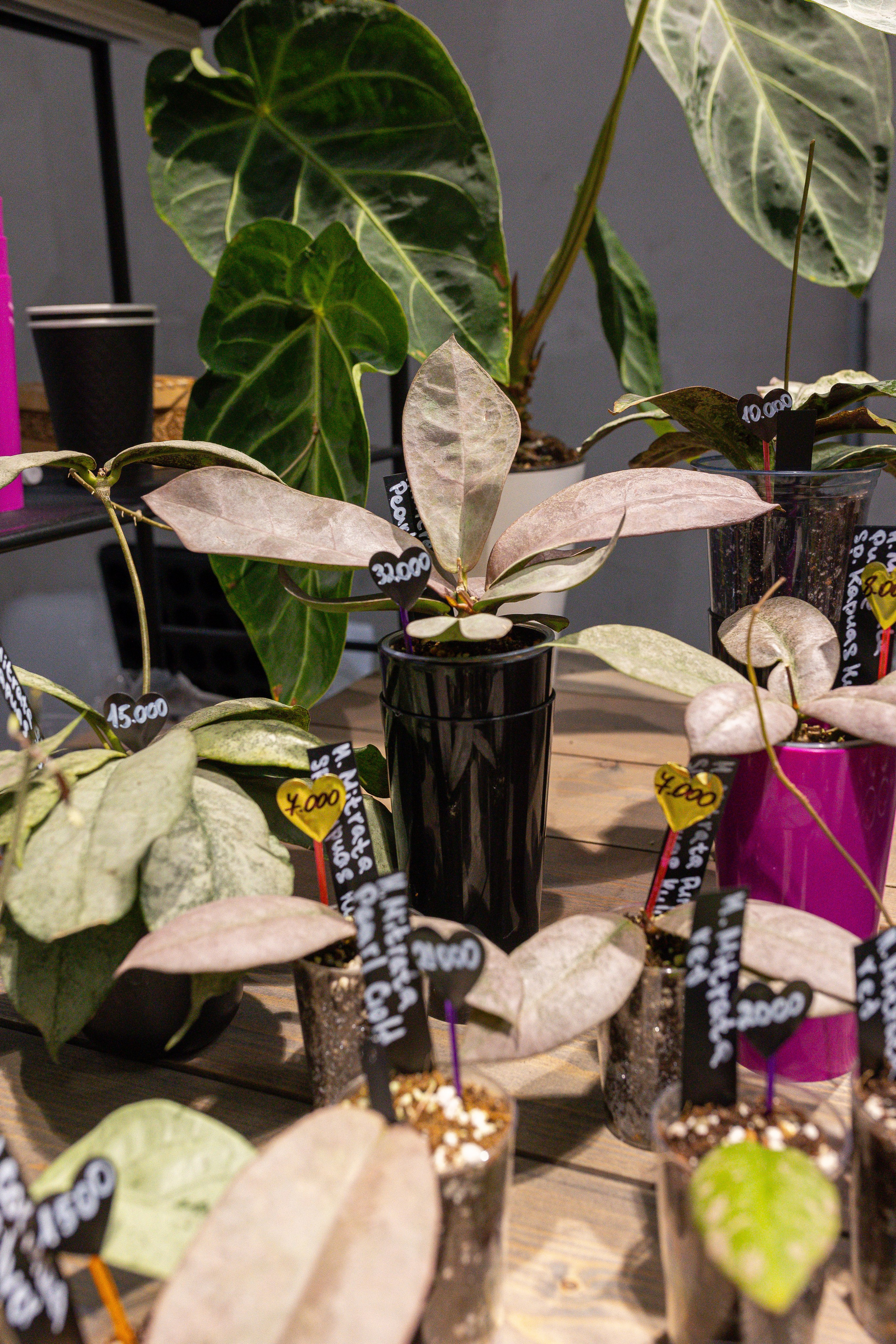 Ярмарка Green Rare 20.09.25. Александра Куликова фотограф, Москва