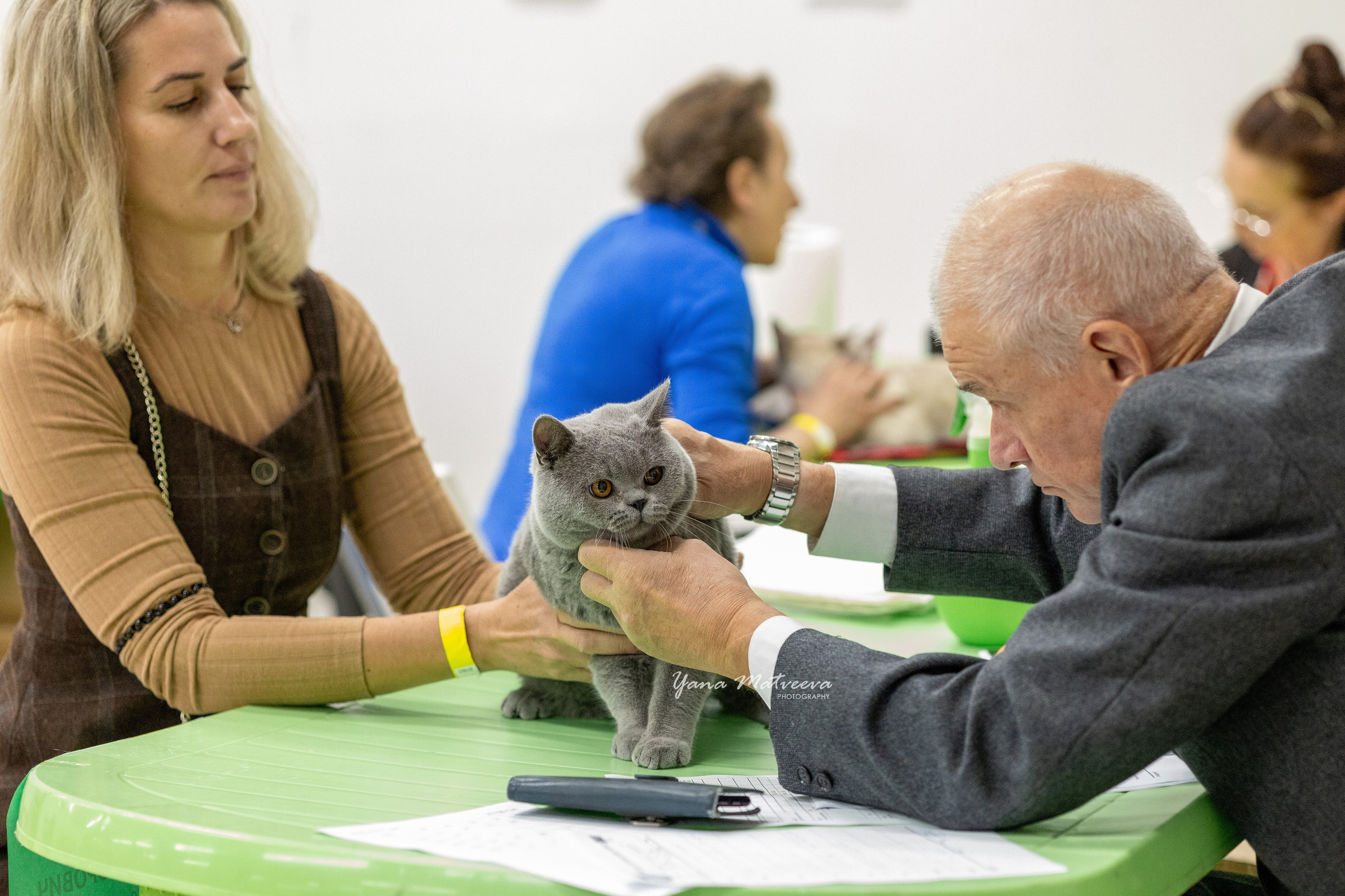 Кошки. Фотограф Яна Матвеева в Ижевске