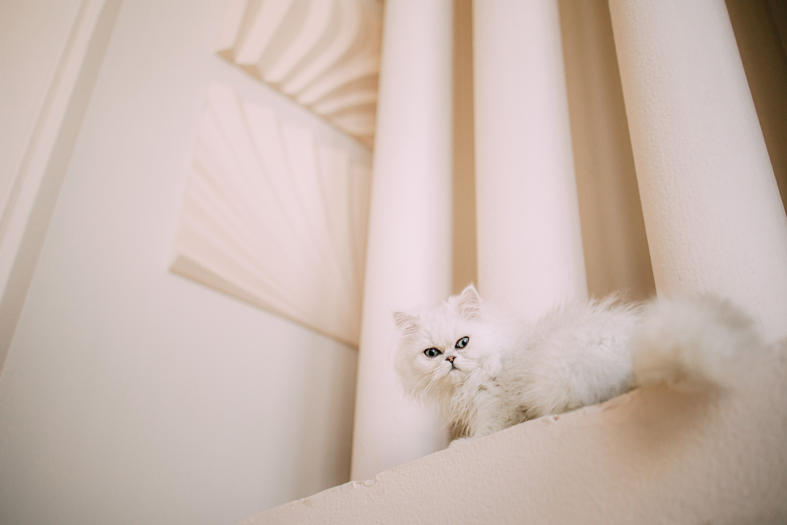 Султан, Мэй Мэй и Шанталь и их семья