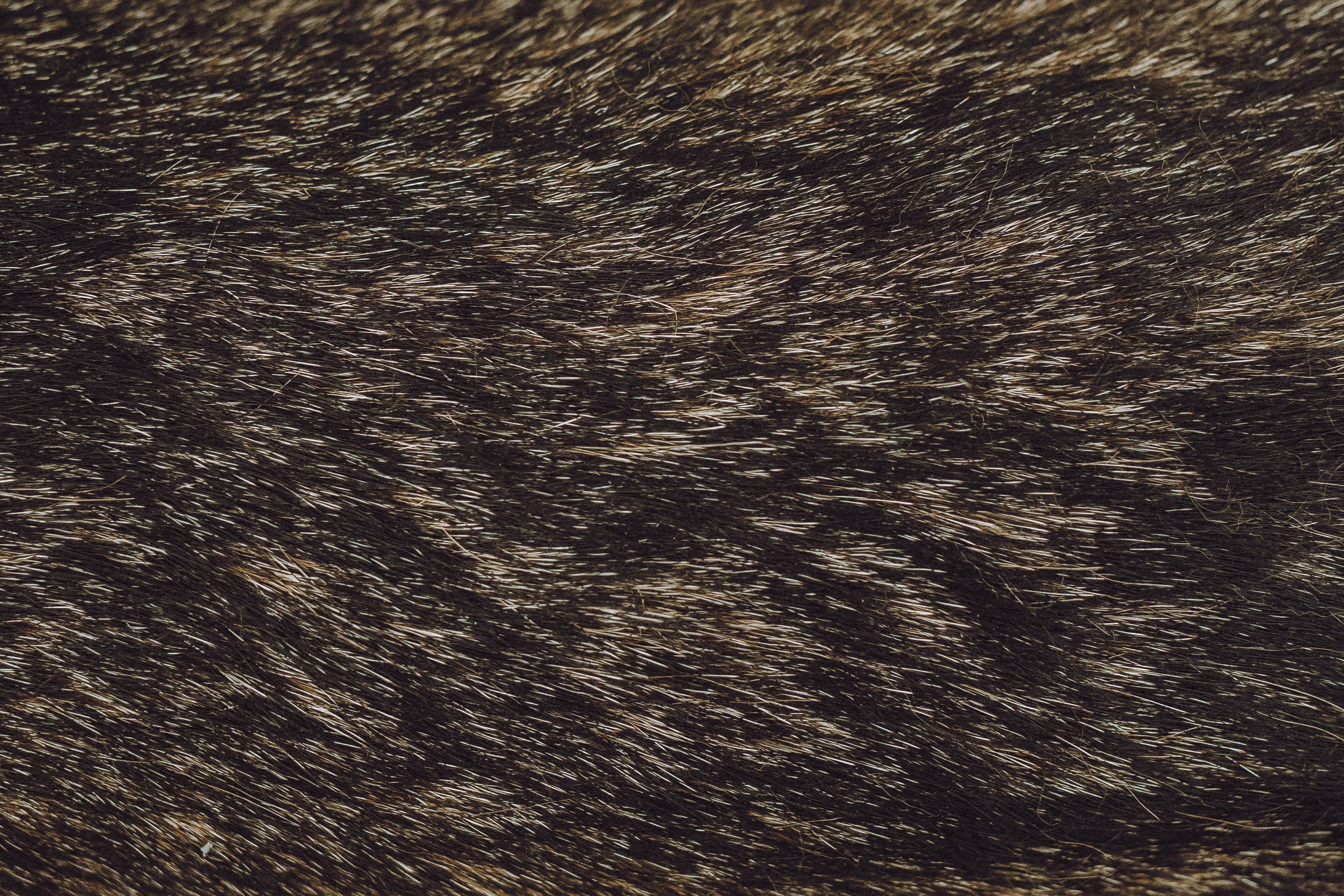 Аня, Нео и Луна