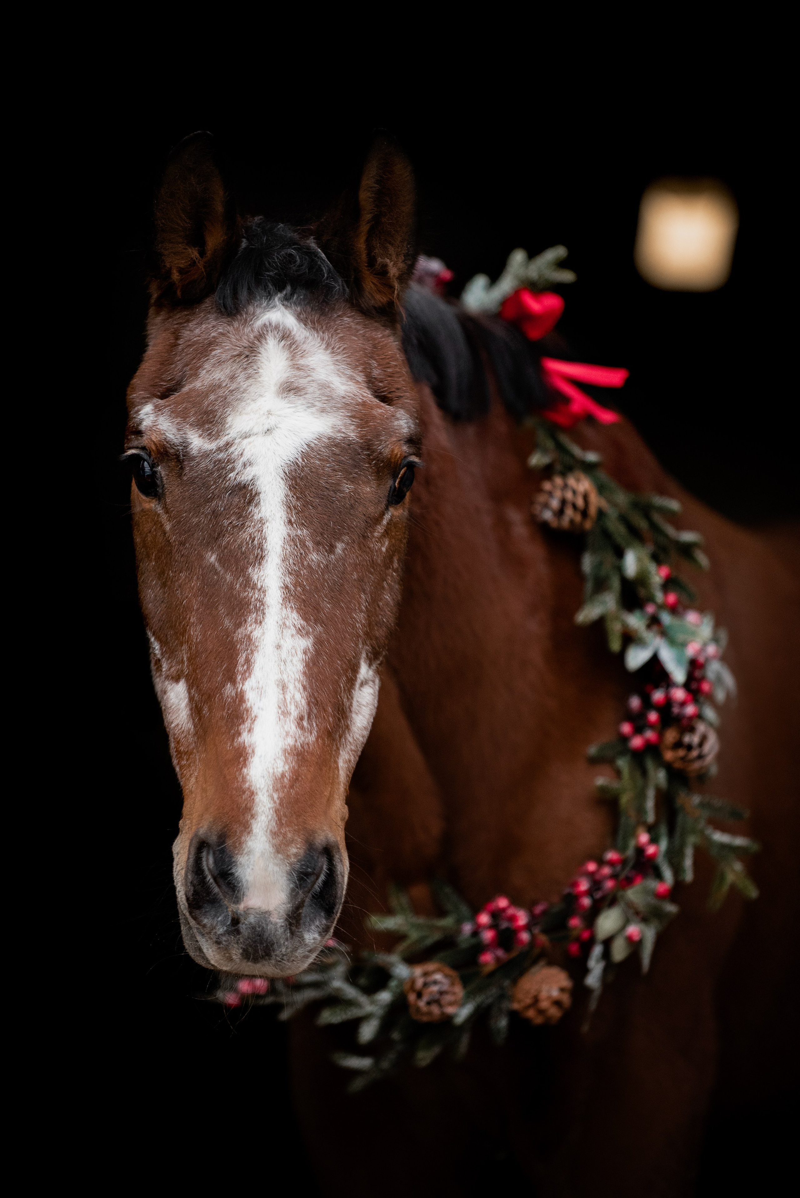Зимний Настасьин табун. Куракина Дарья • Конный фотограф
