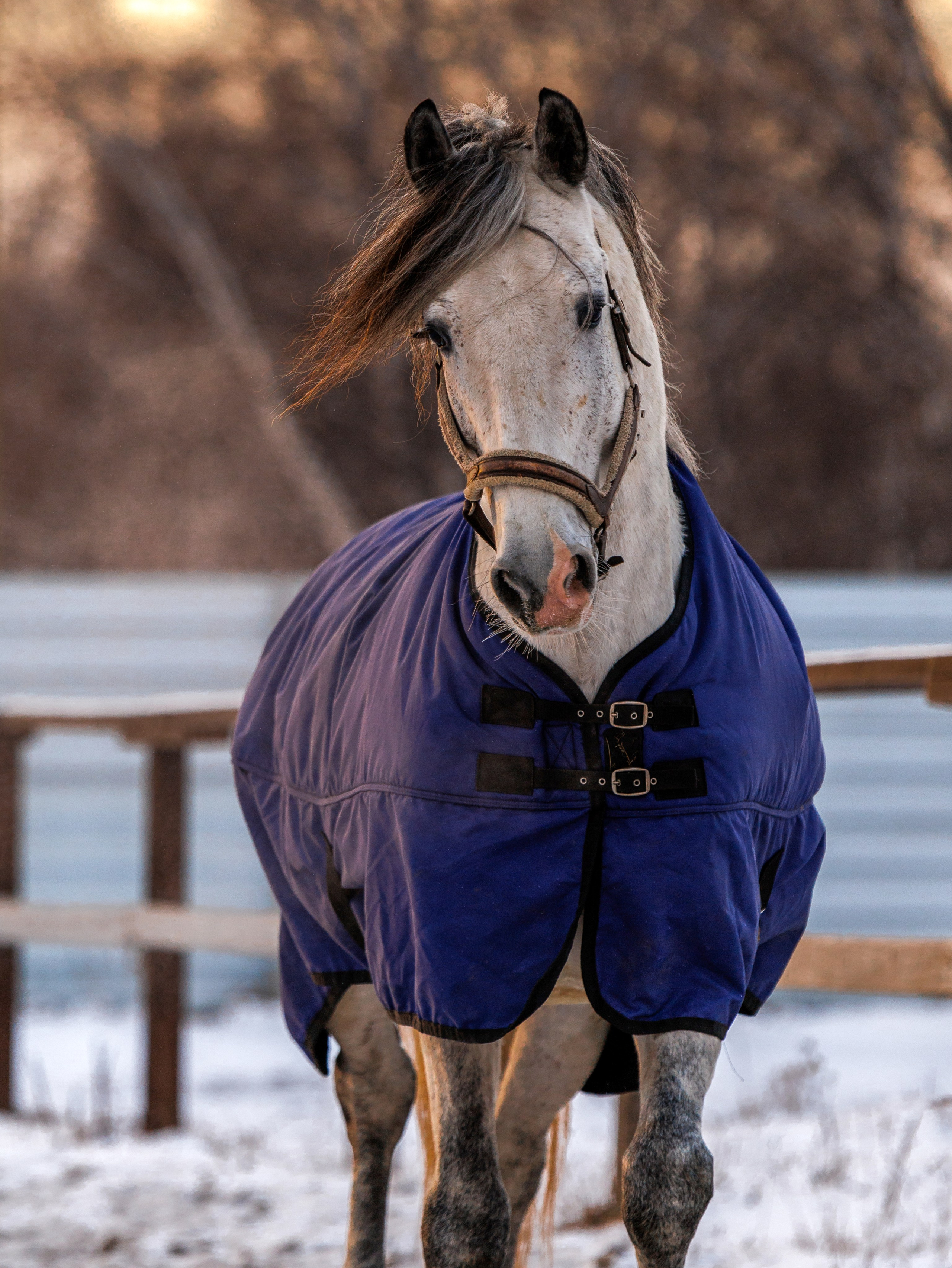 Лошади Ермолаево. Конный фотограф в Красноярске — Любовь Похабова