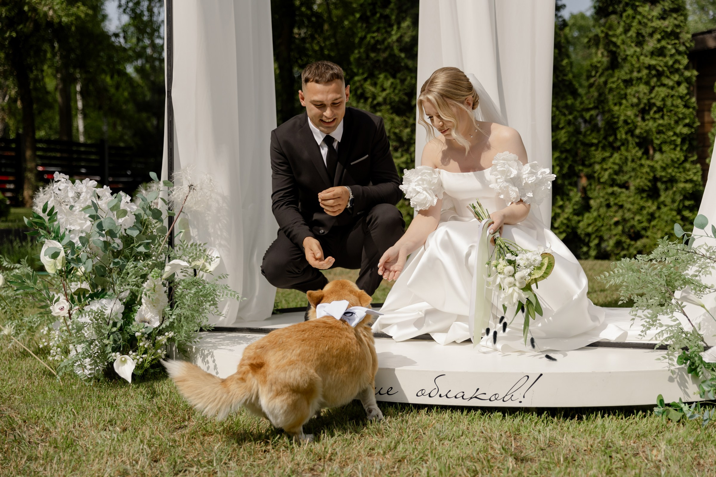 Свадьба пес и котики. Dima Lemeshevsky