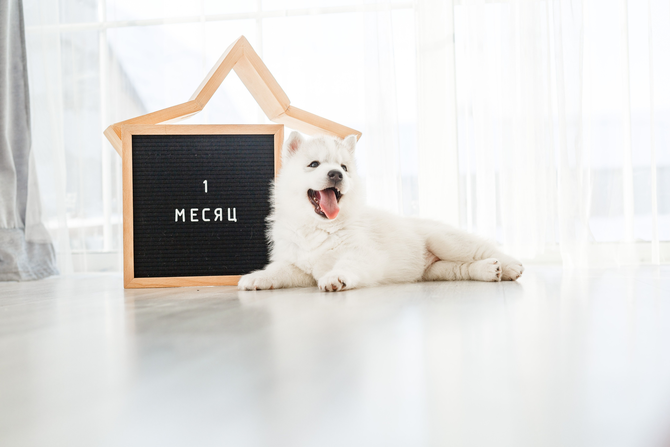 Собаки, кошки и др. животные. Семейный фотограф в Екатеринбурге