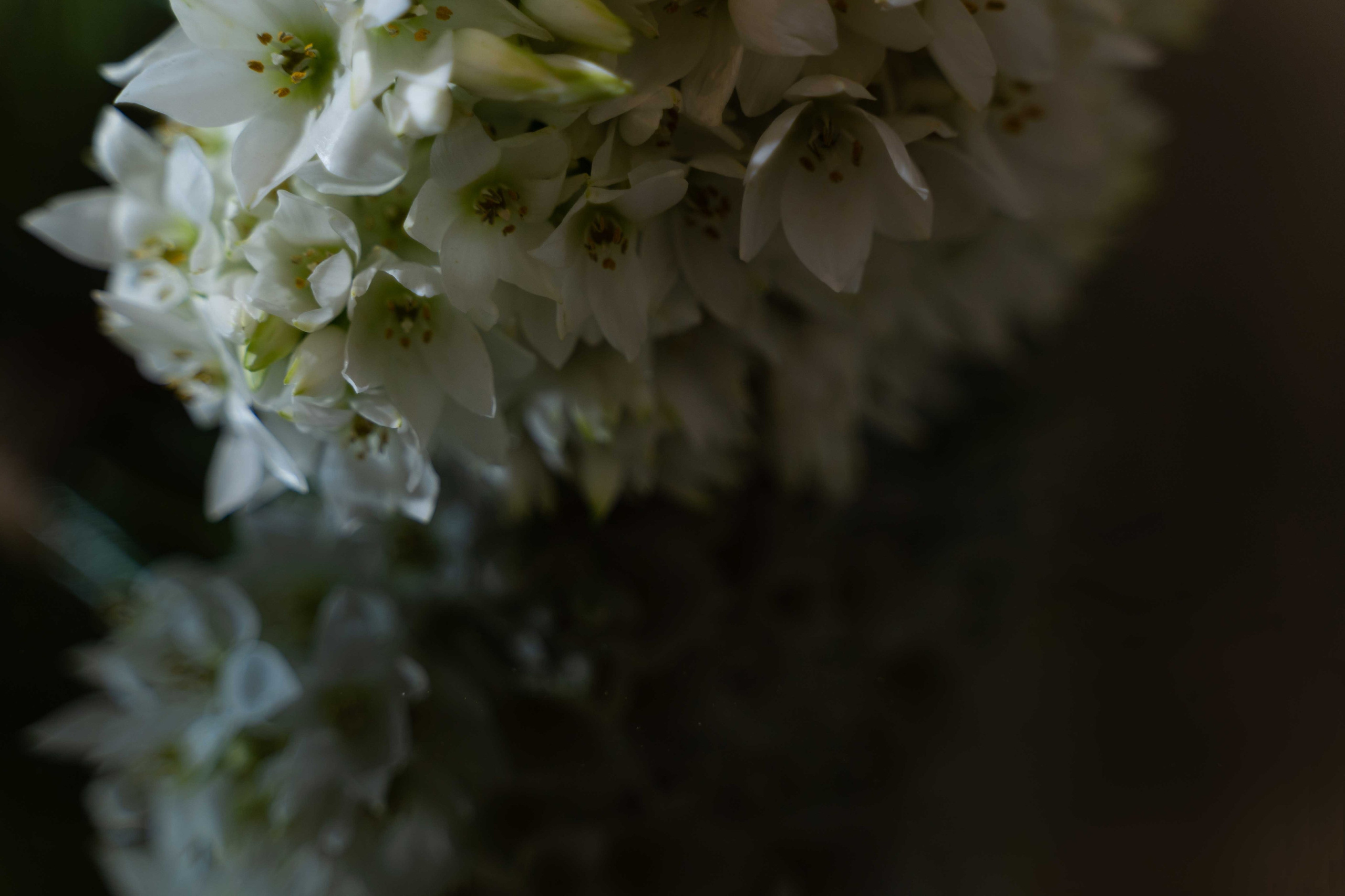 Арабская скромная помолвка дома (приватность на женские лица). Фотограф и видеограф в Москве и Абу Даби Мария Кулагина