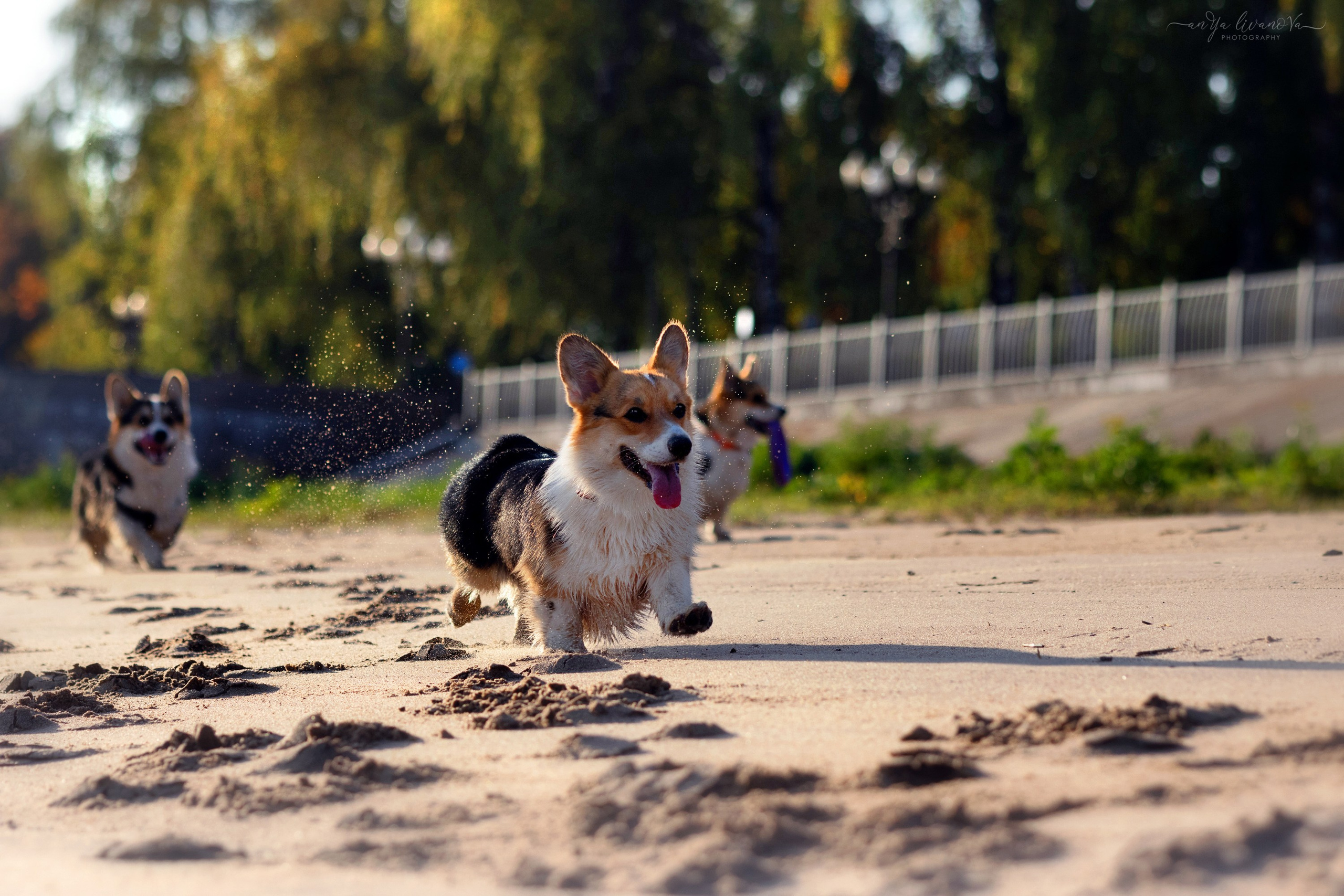 Коржики на Набережной. Фотограф анималист Аня Ливанова | Рыбинск