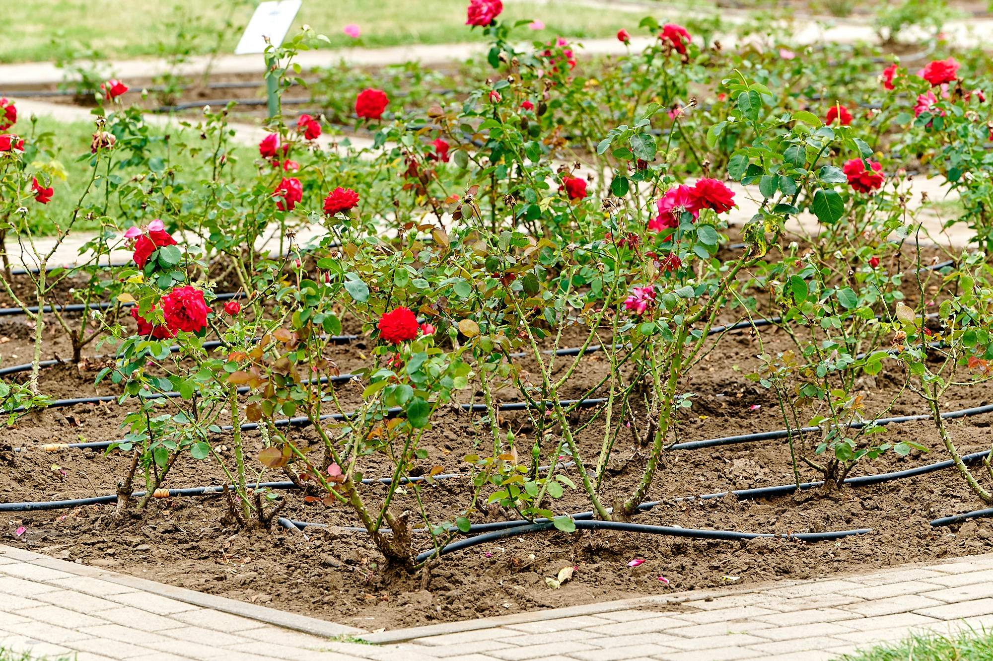 Кисловодск, Россия. Август 2024. Фотографии отовсюду и обо всем