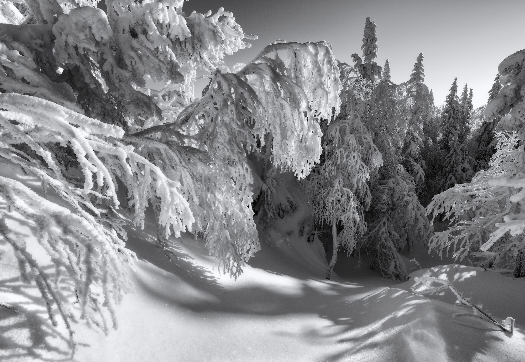 Черно-белый зимний пейзаж на горнолыжном комплексе Гора Белая: красивые покрытые снегом деревья, фото леса в снегу.