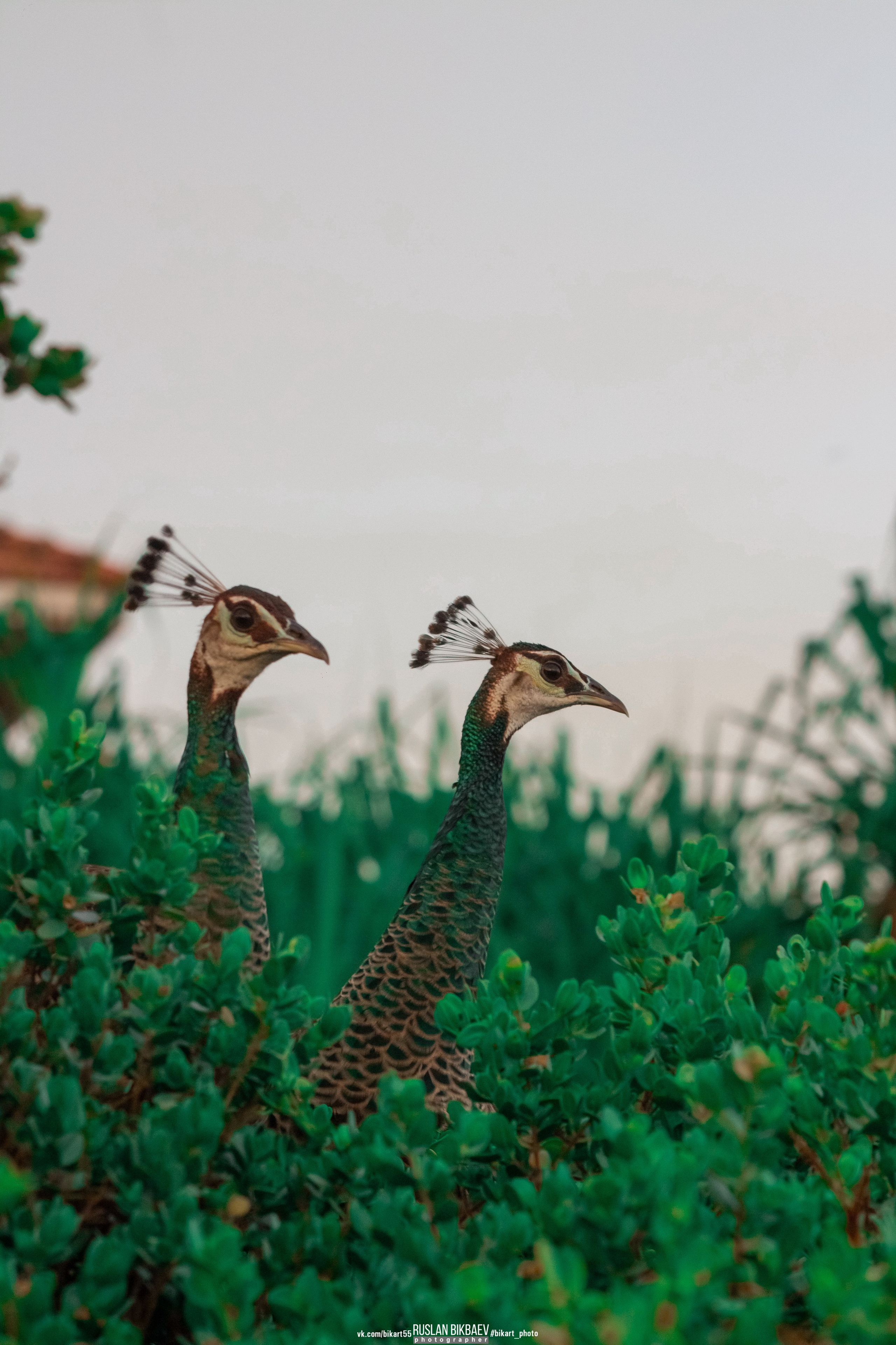 ШРИ-ЛАНКА 2025 / SRI LANKA 2025. Главная