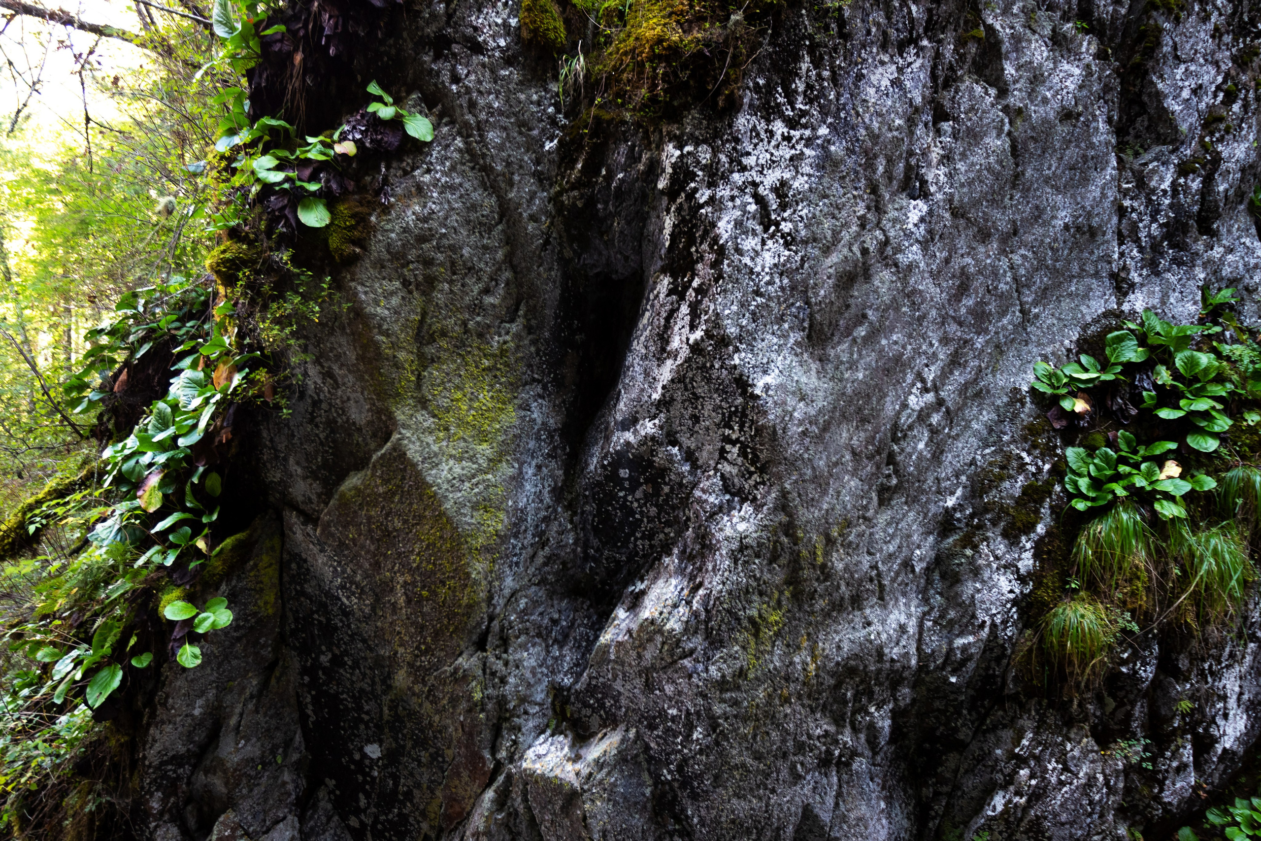 АЛТАЙ 2024 / ALTAI 2024. Главная