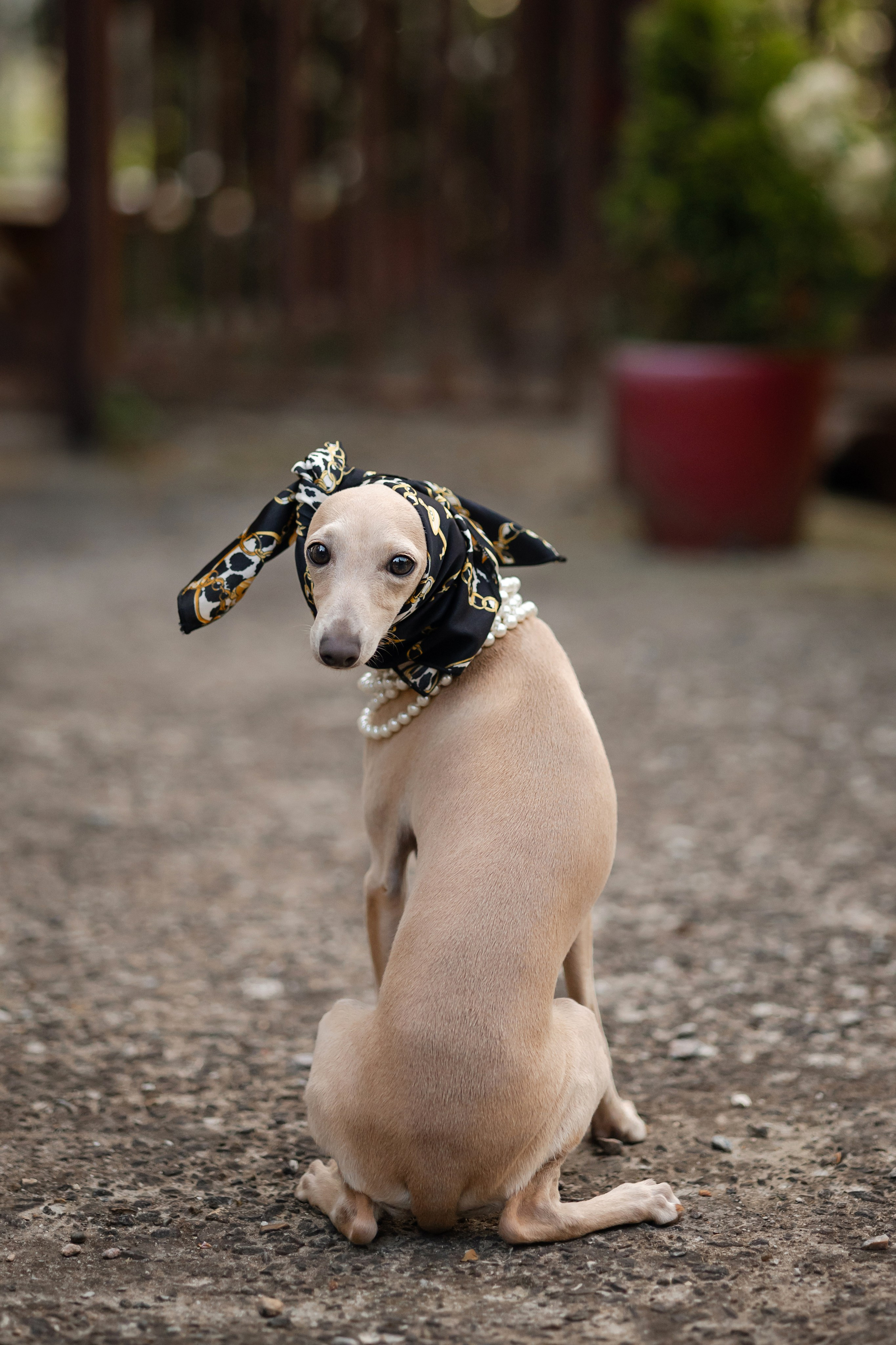 Asti Sapphire Adriana. Профессиональный питомник левреток РКФ/FCI ASTI SAPPHIRE 💎 Сочи|Санкт-Петербург