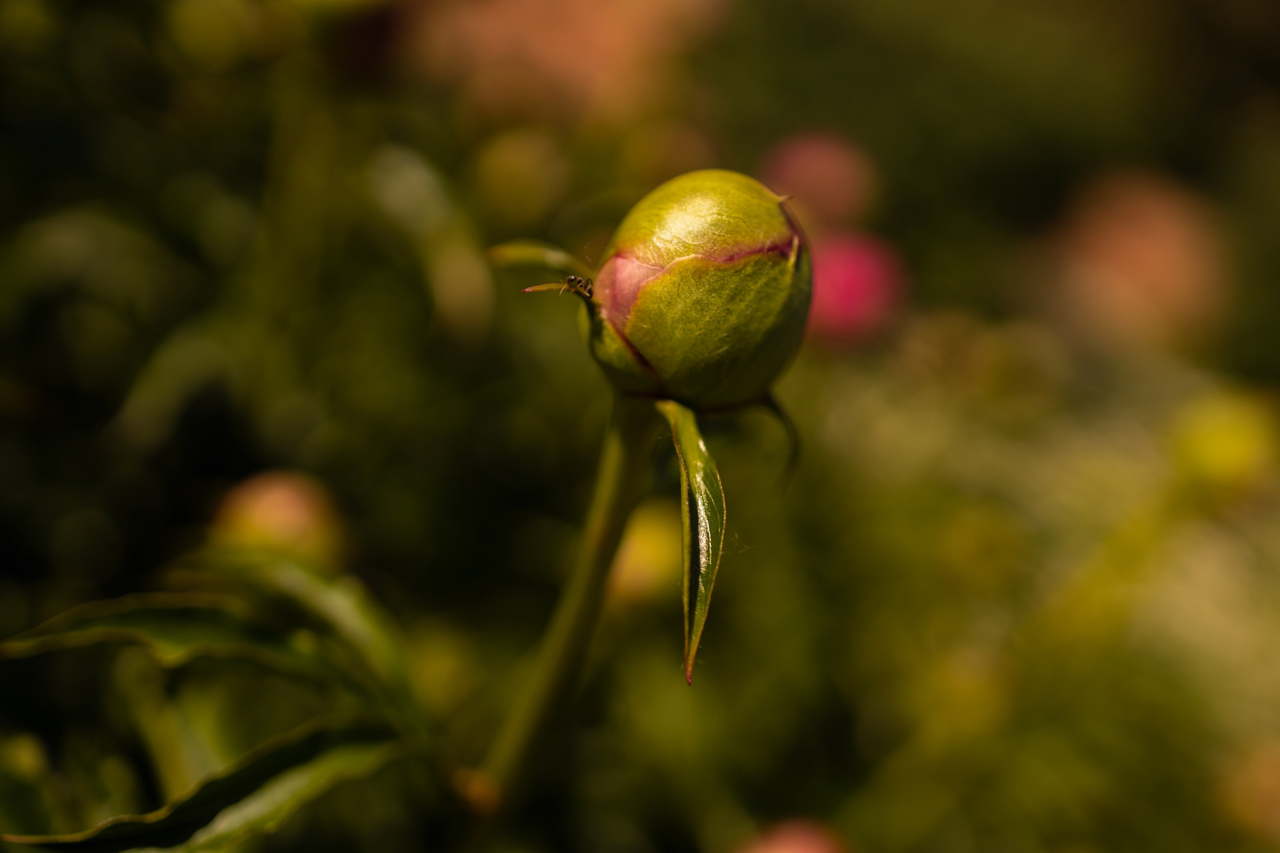 Lydia&Serafima. Семейный и детский фотограф, фотограф беременности, ньюборн в Москве