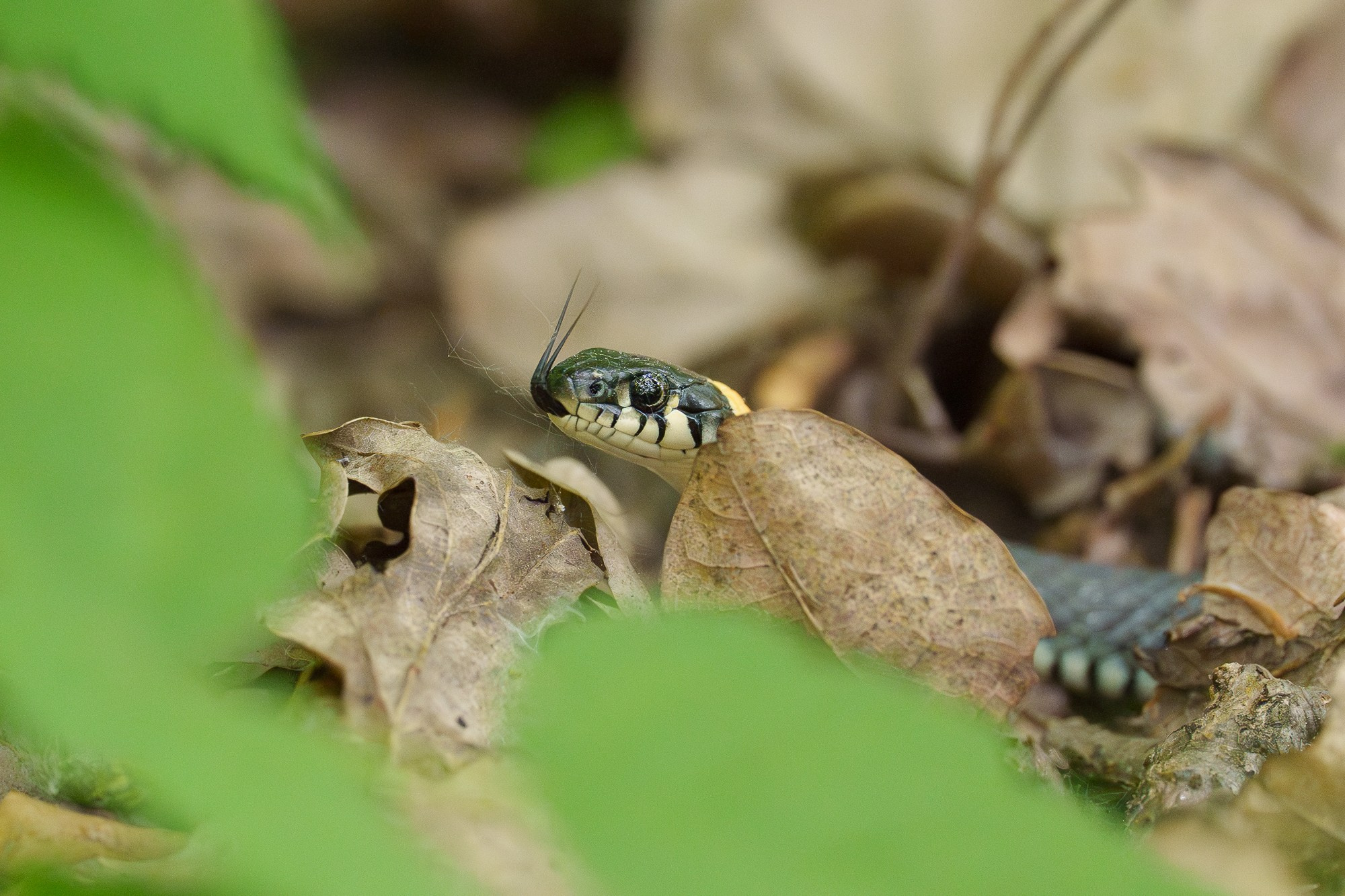 Животные. Ваш личный фотограф Марина Волкова