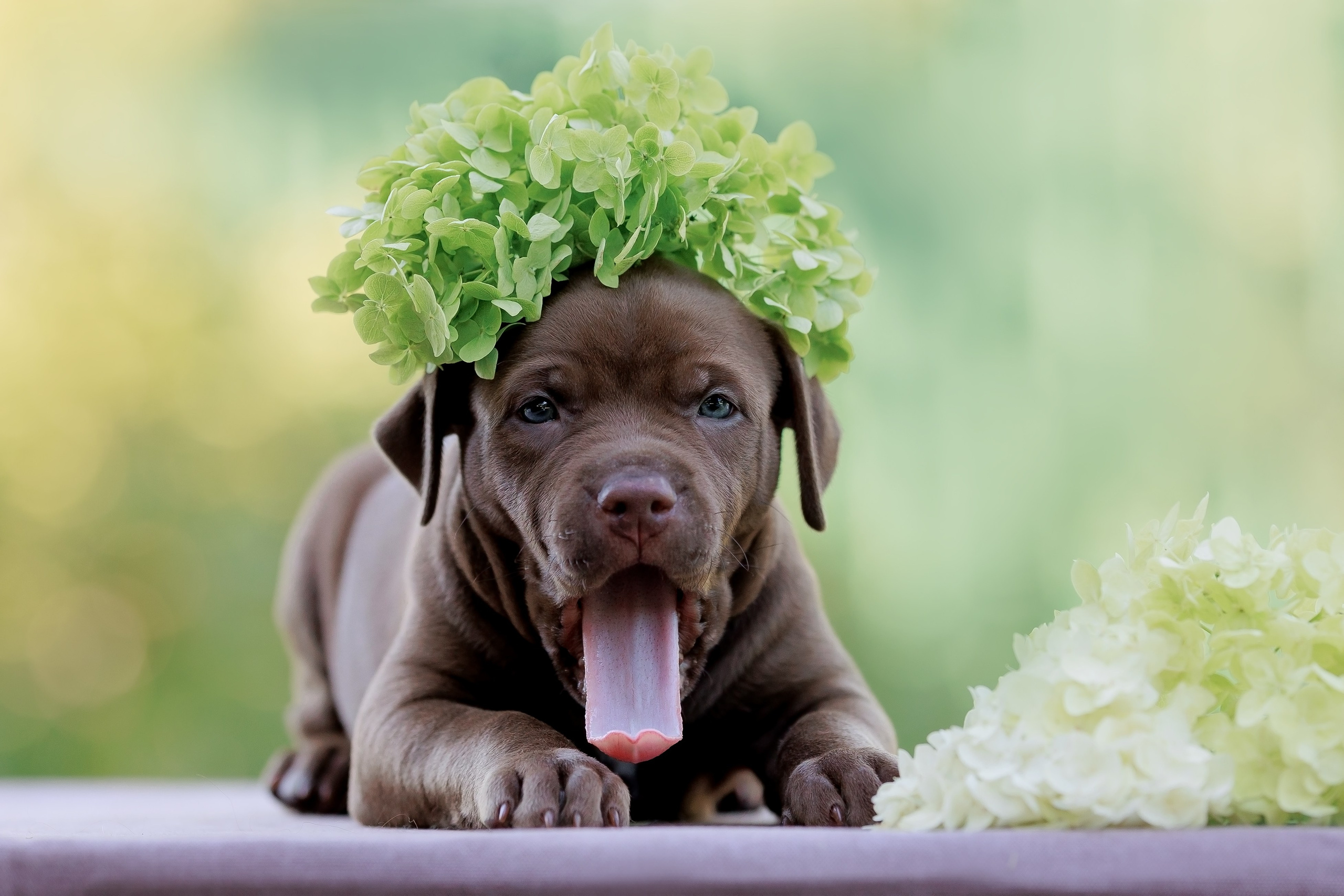 Анималистика. Репортажный фотограф Мария Мадзик
