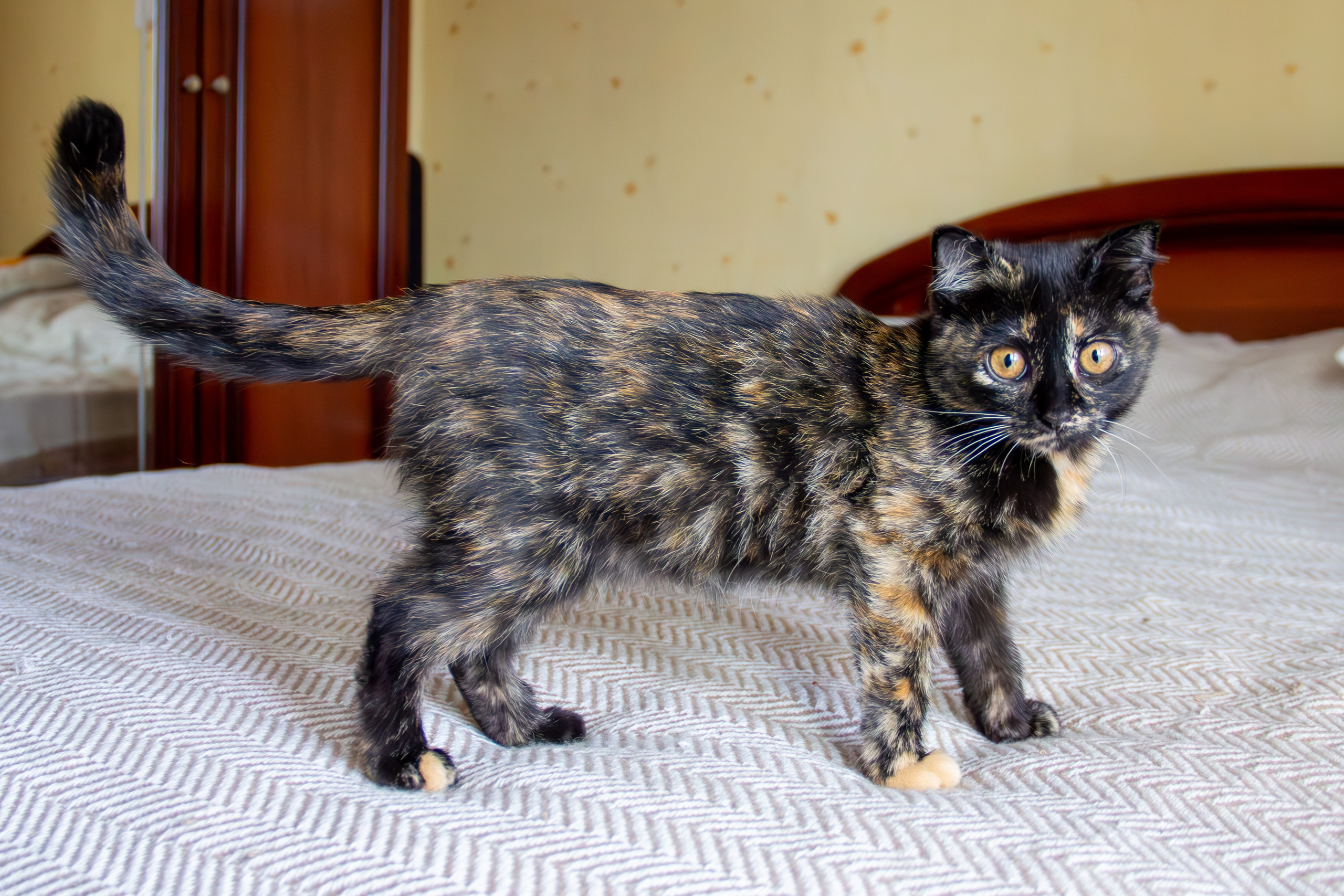 Котёнок Соня. Фотозаметки Лины Юговой | фотограф-анималист