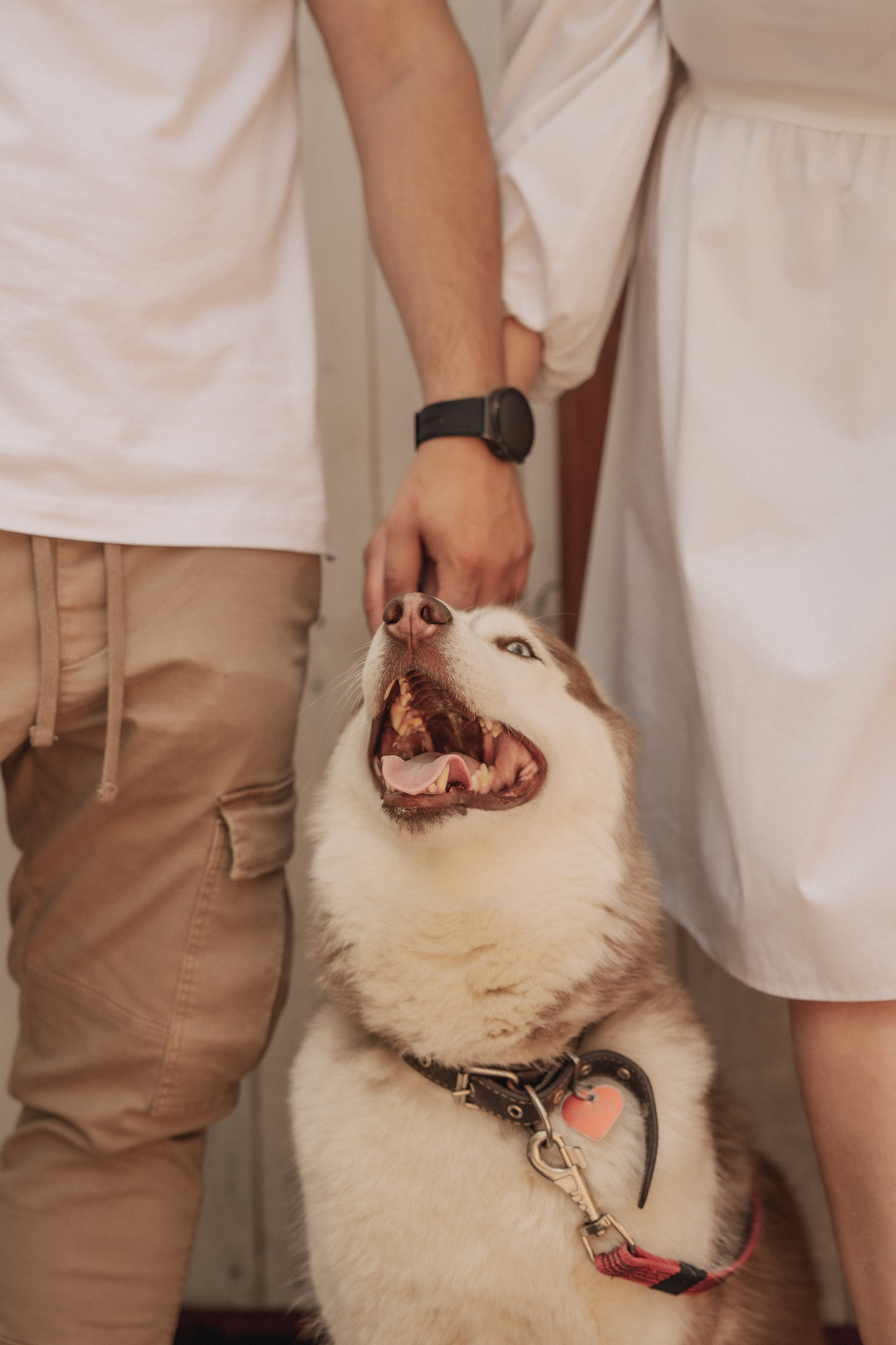 Дарья ♡ Максим ✧ Чоки — История любви, когда в семье есть хаски. Свадебный и портретный фотограф в Москве, Светлана Янковая