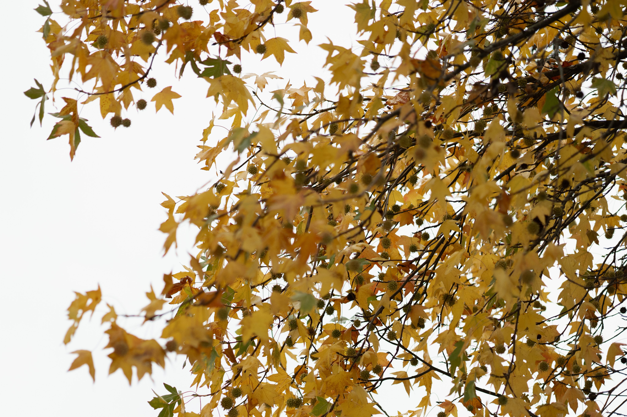 Дима Даша. Свадебный и семейный фотограф в Краснодаре и крае