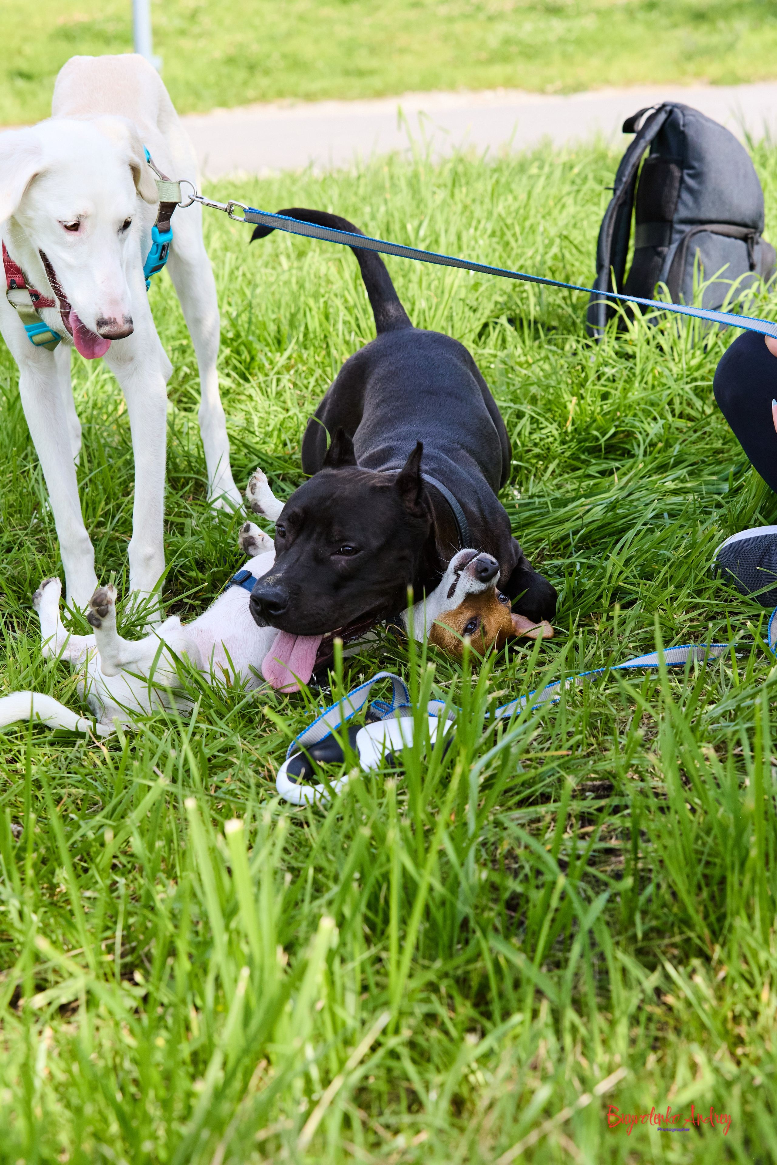 Проект фотопрогулка с хвостиком. Buyvolenko Andrey