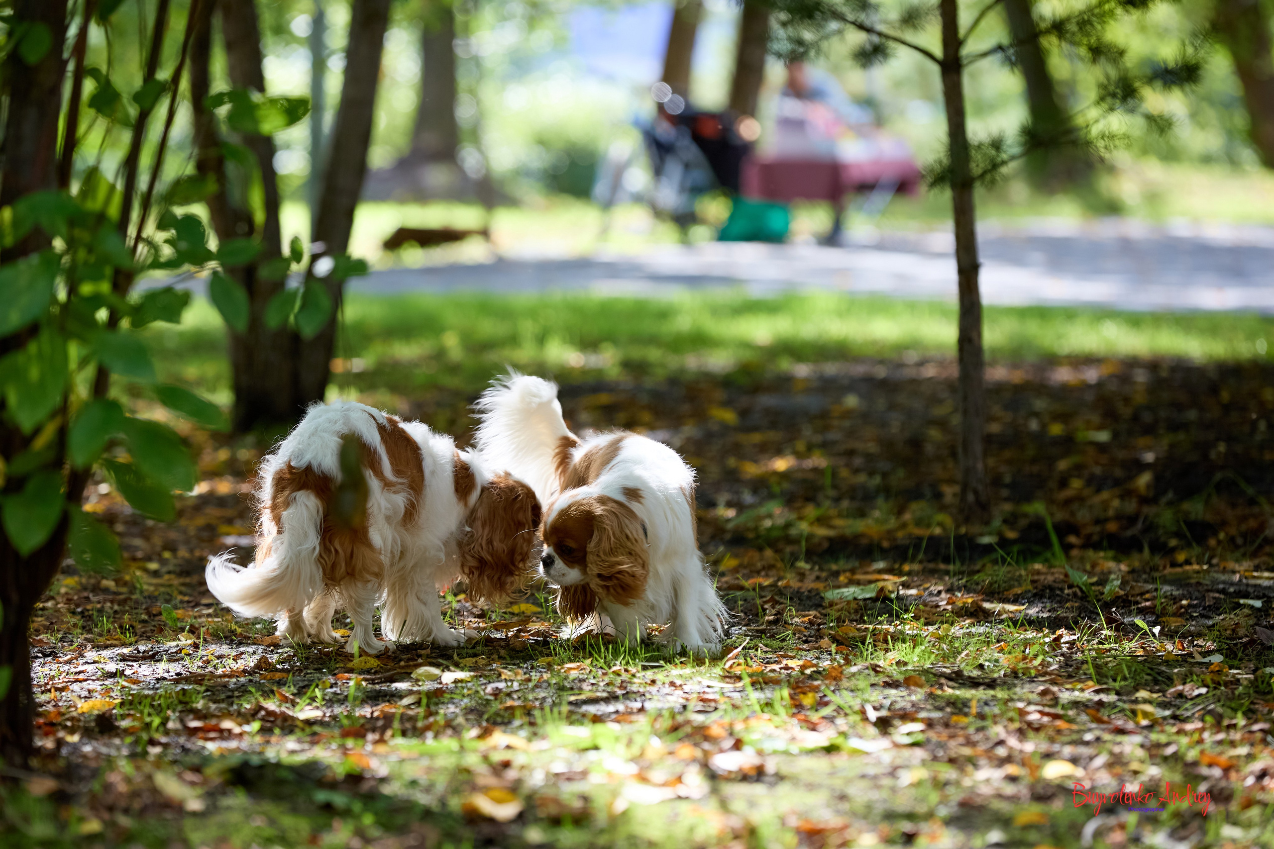 Фотопрогулка с кавалерами. Buyvolenko Andrey