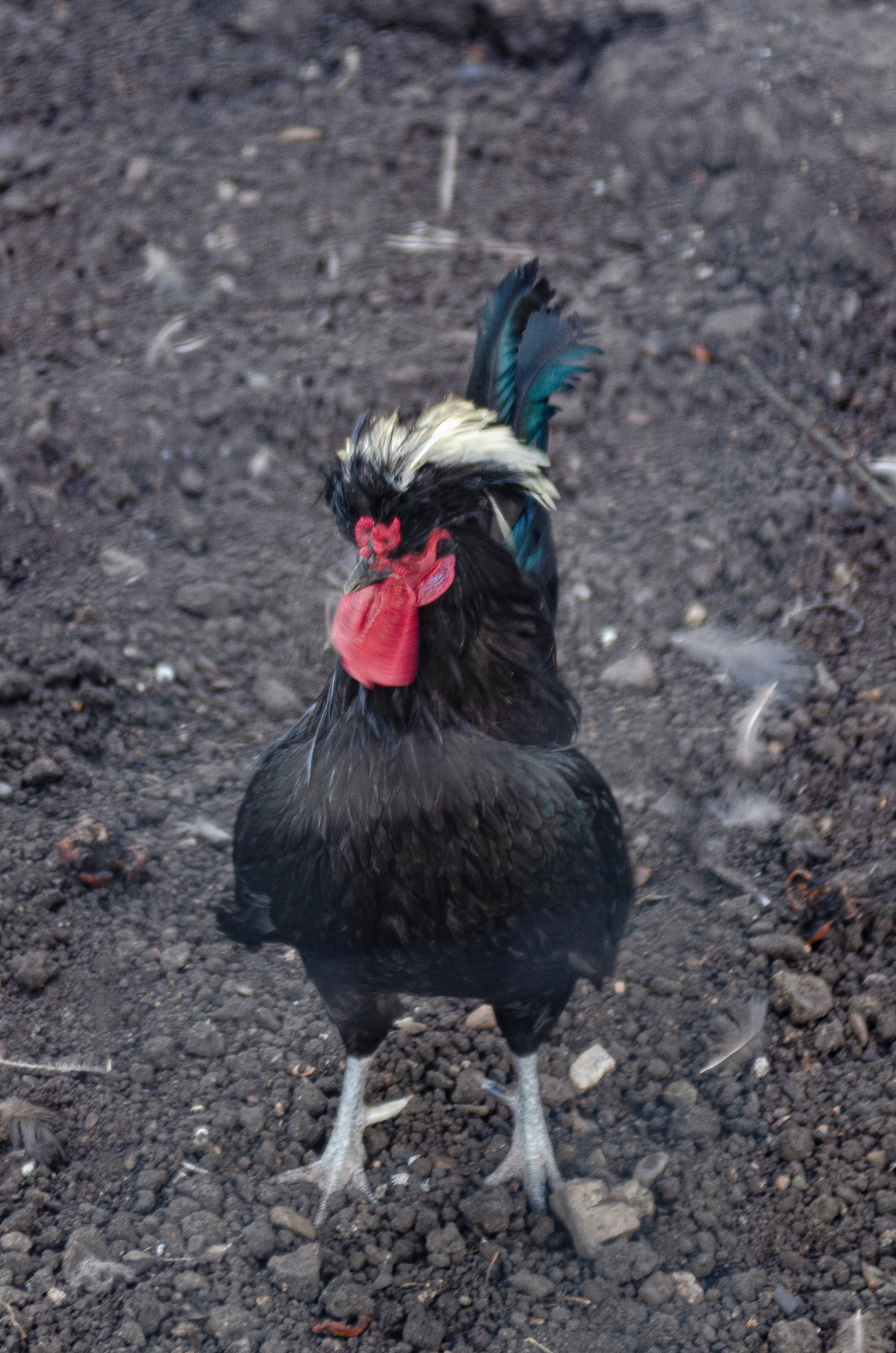 Птицы.Животные. Sreda fotoArt