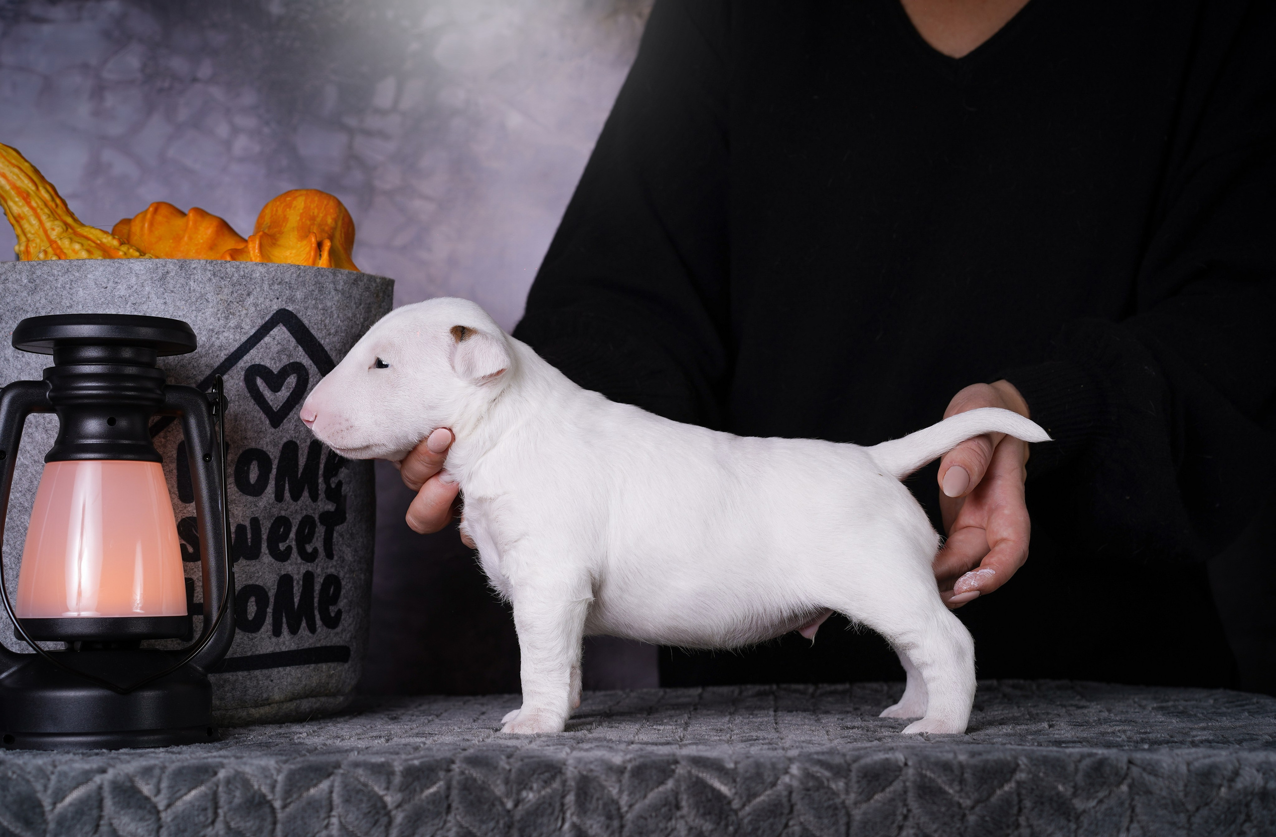 Щенки минибультерьера. Фотограф-анималист в Санкт-Петербурге Яна Мартынова