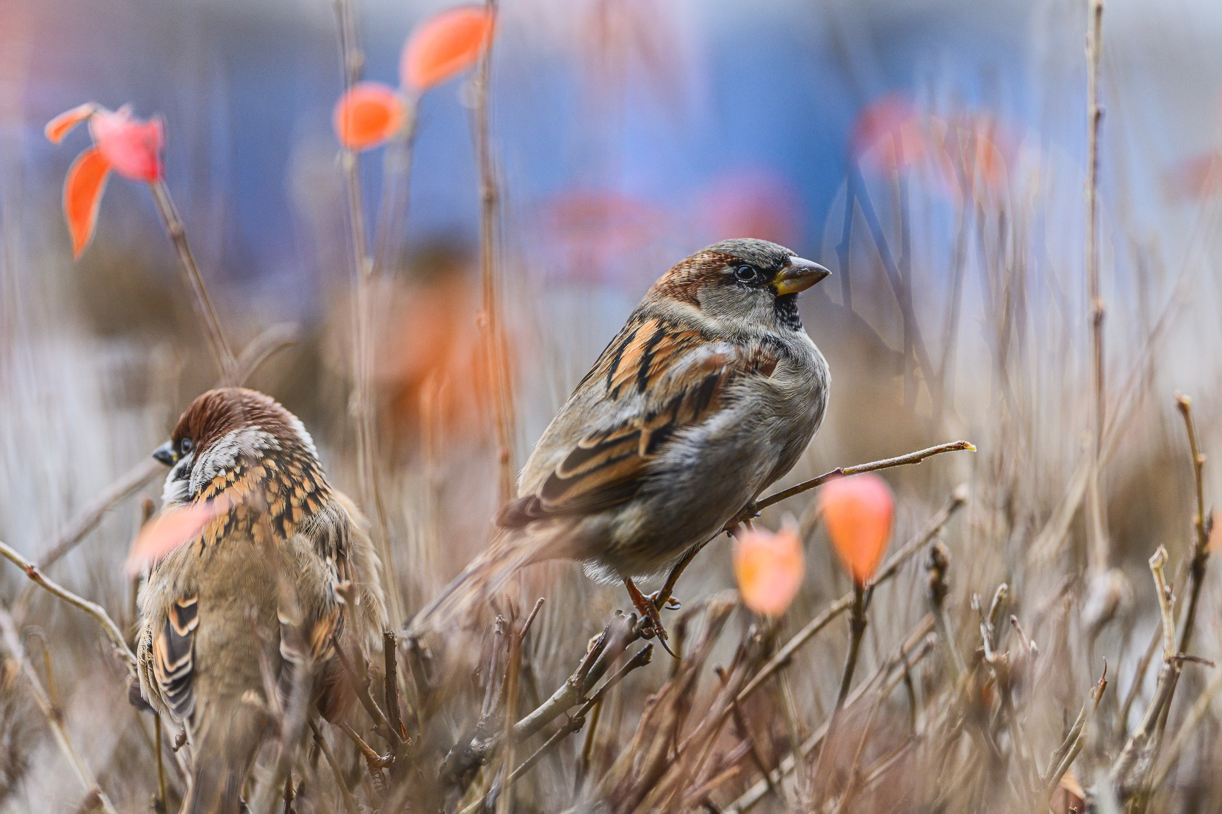 Viltrox 135 mm. Фотограф Вадим Благодарный
