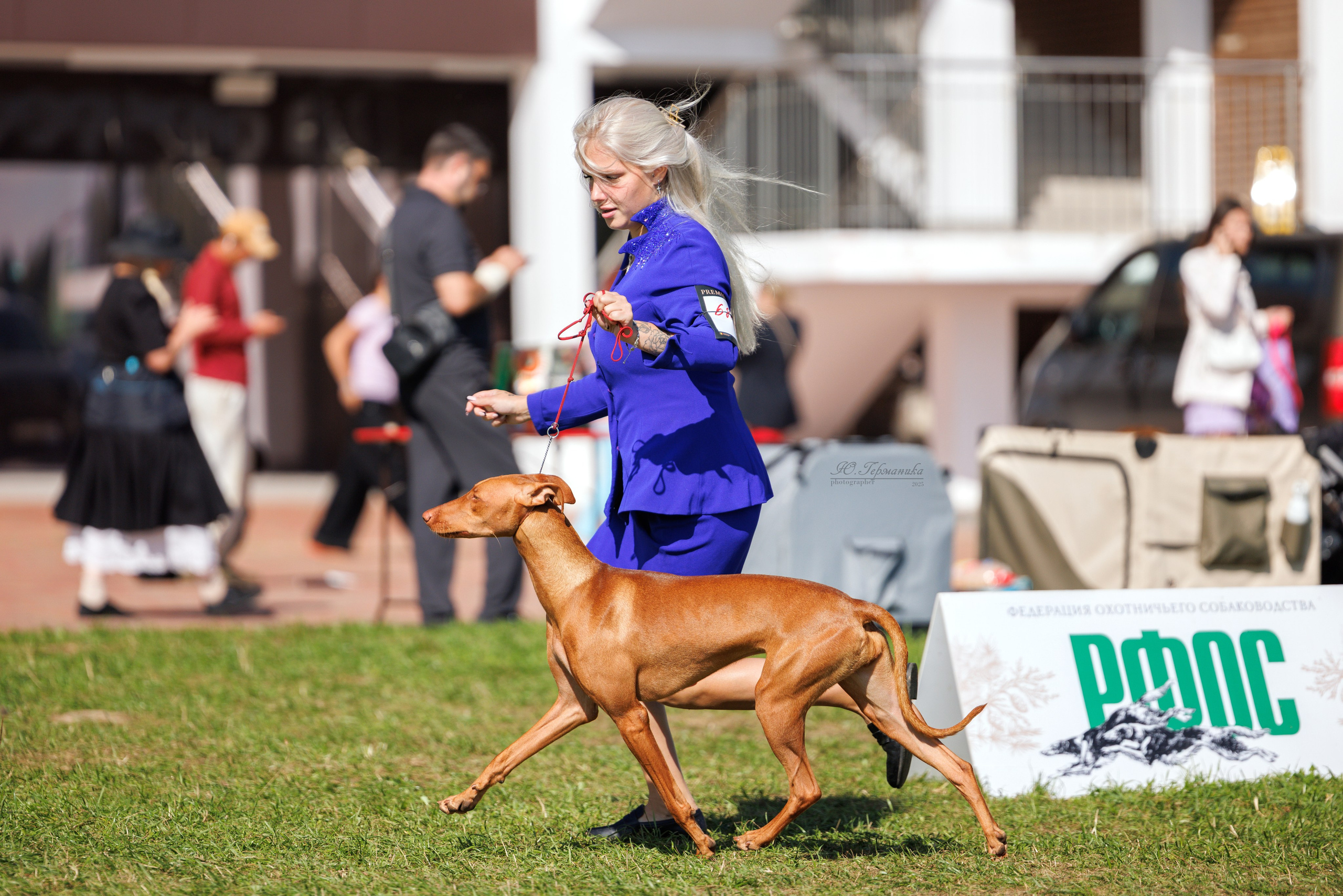 Переславль 5-7.08.2025. Фотограф-анималист Юлия Германика