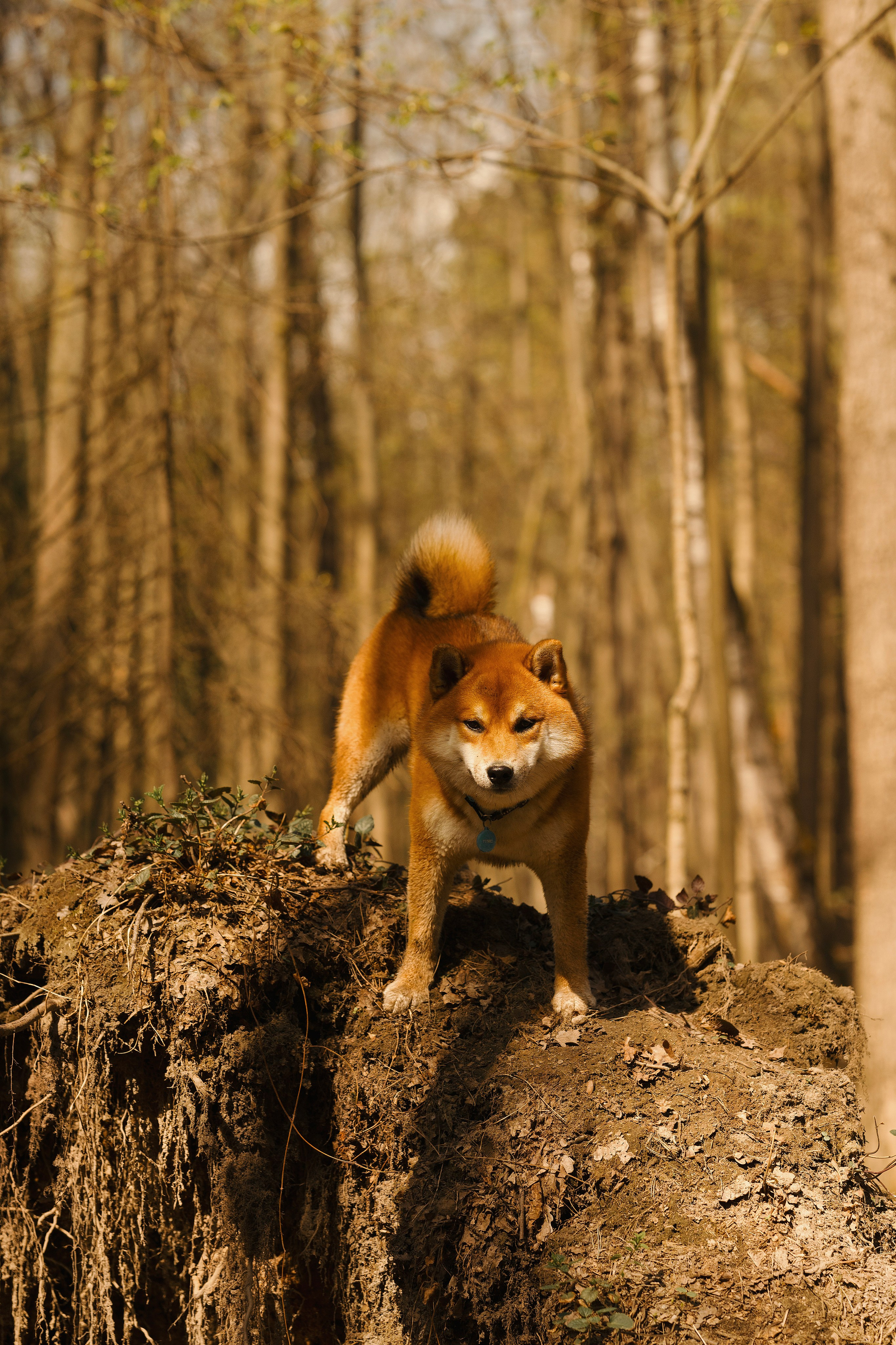 Юнки. Фотограф- анималист Александра Матвеева
