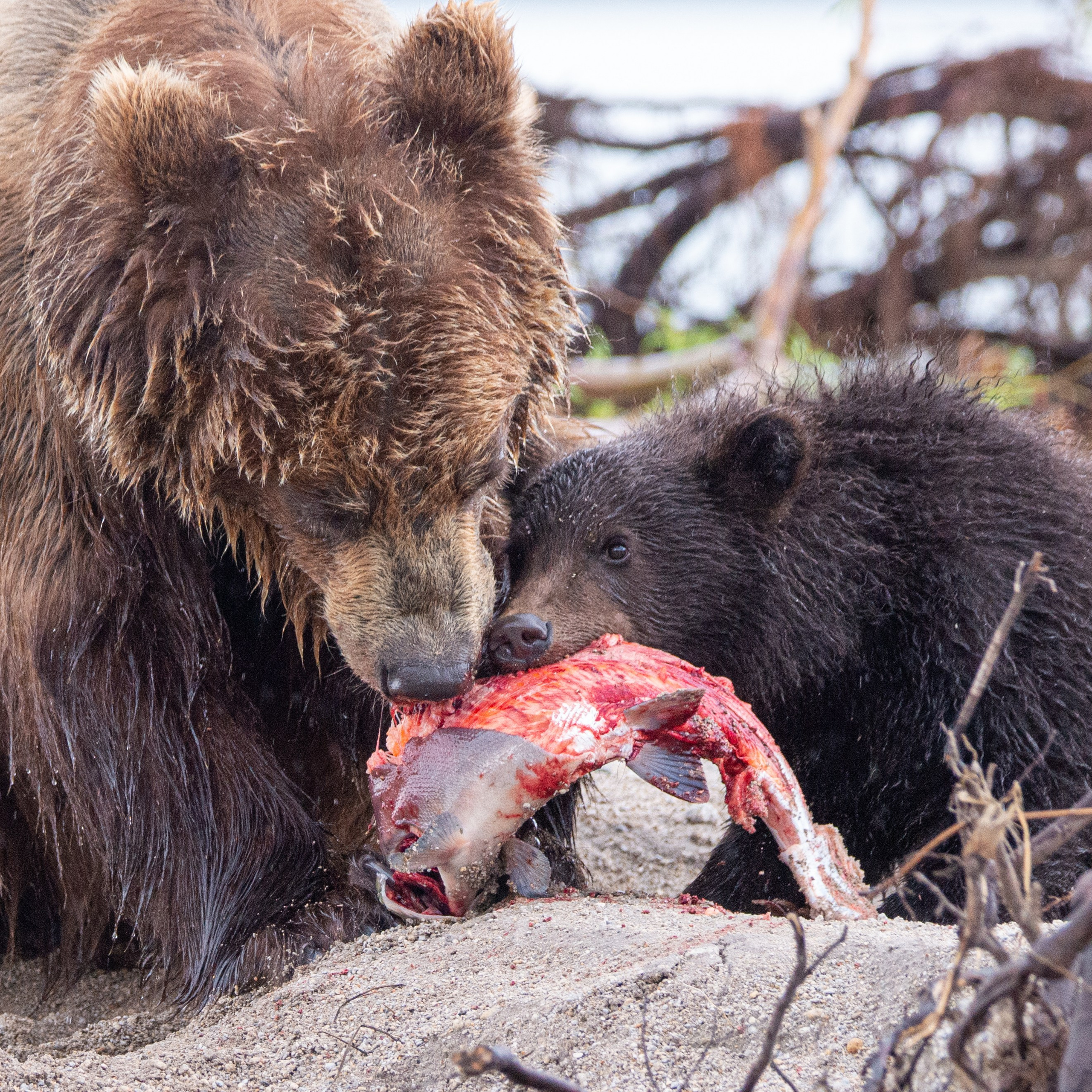 Камчатка — земля медведей. Игорь Иванко — Репортажный и событийный фотограф. Москва