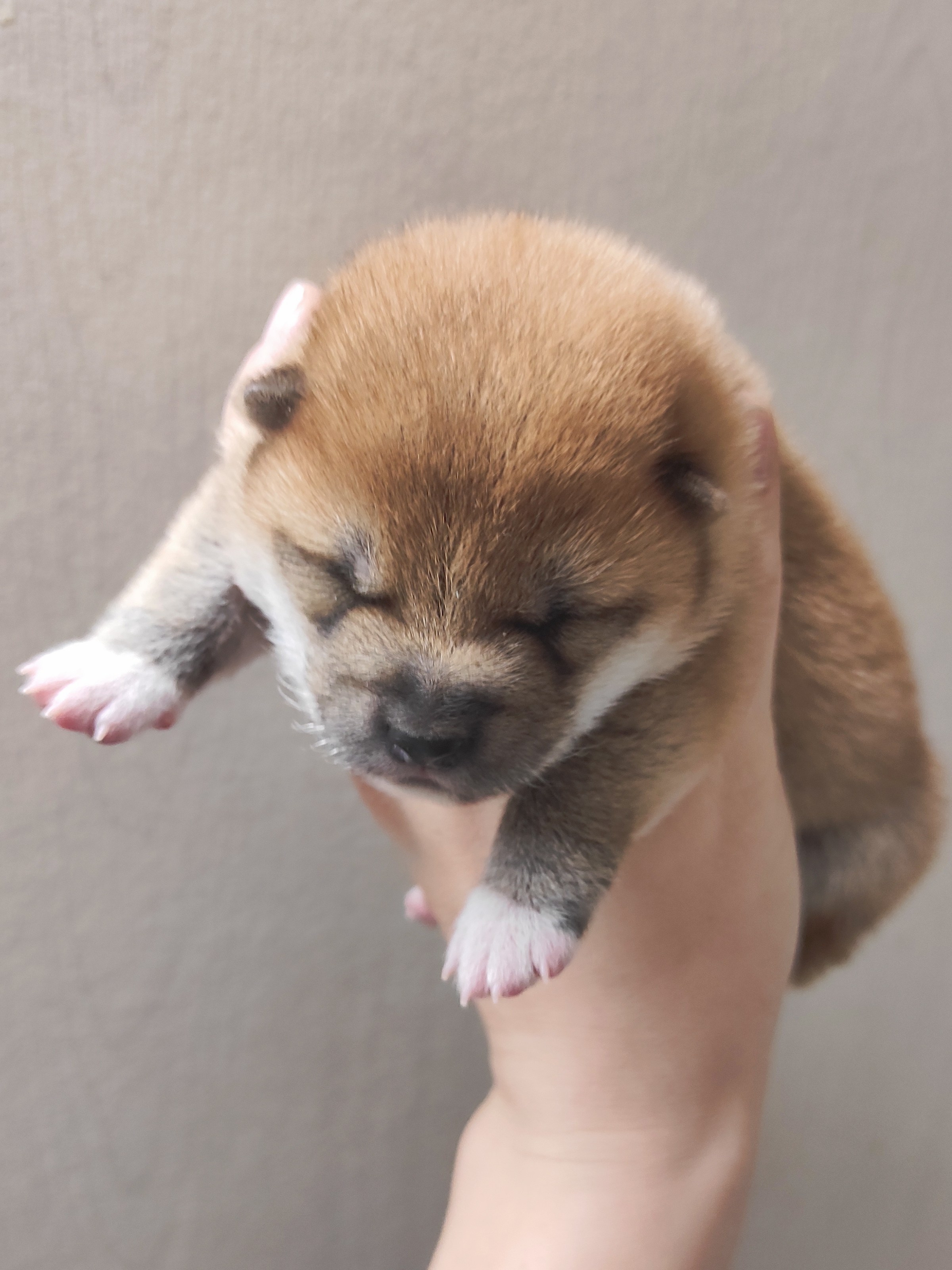 сиба питомник Рубилайт щенки на продажу rubylight  сиба щенки купить СПб Санкт-Петербург 