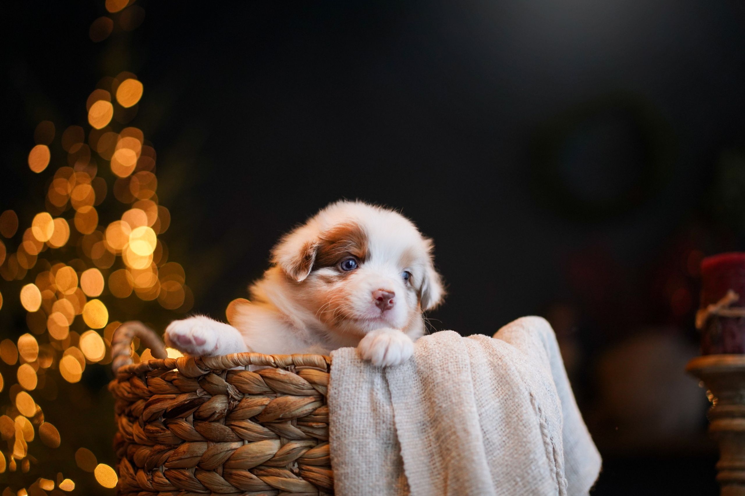 Щенки австралийской овчарки. Фотограф-анималист в Санкт-Петербурге Яна Мартынова