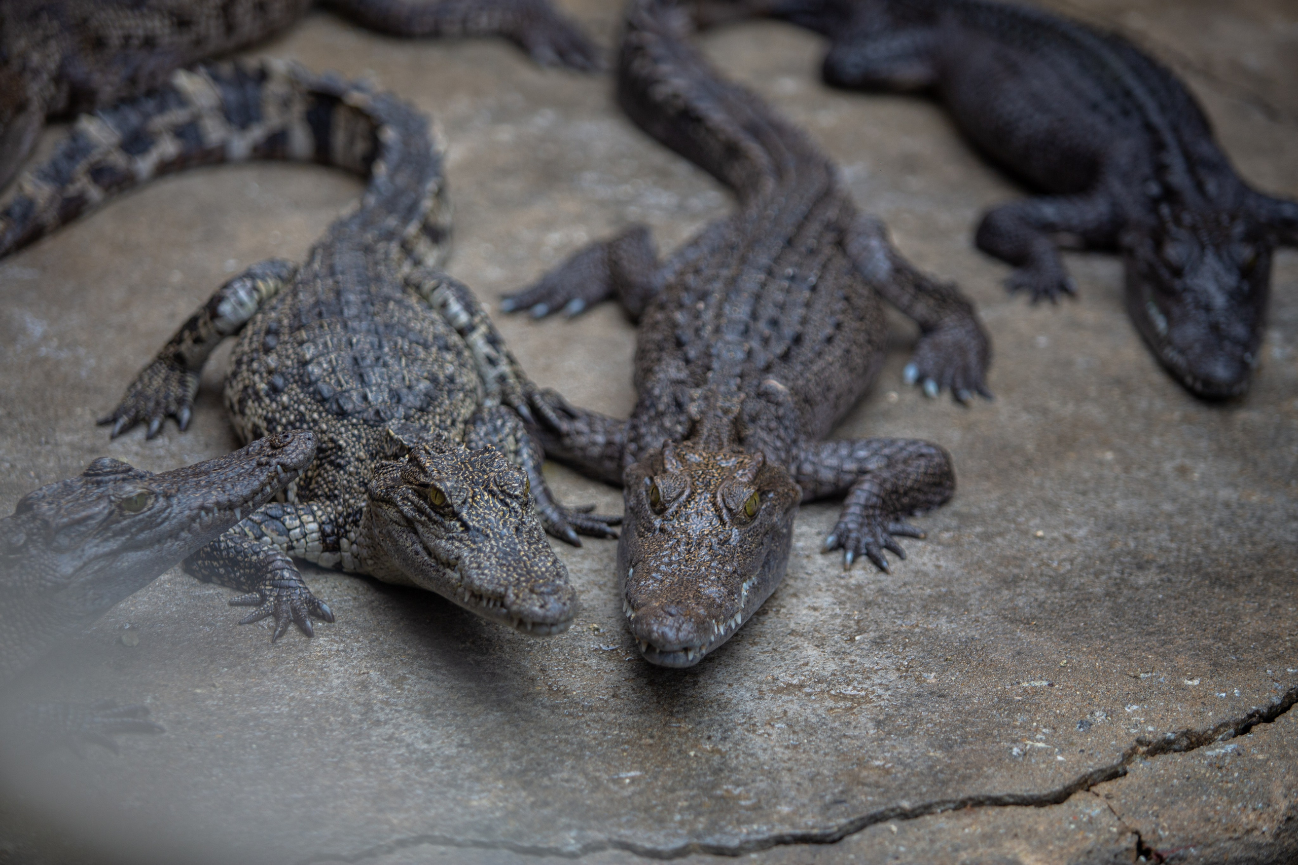 Samut Prakan Crocodile Farm & Zoo. Photographer Sonkina Tatiana (Tanya Ash)