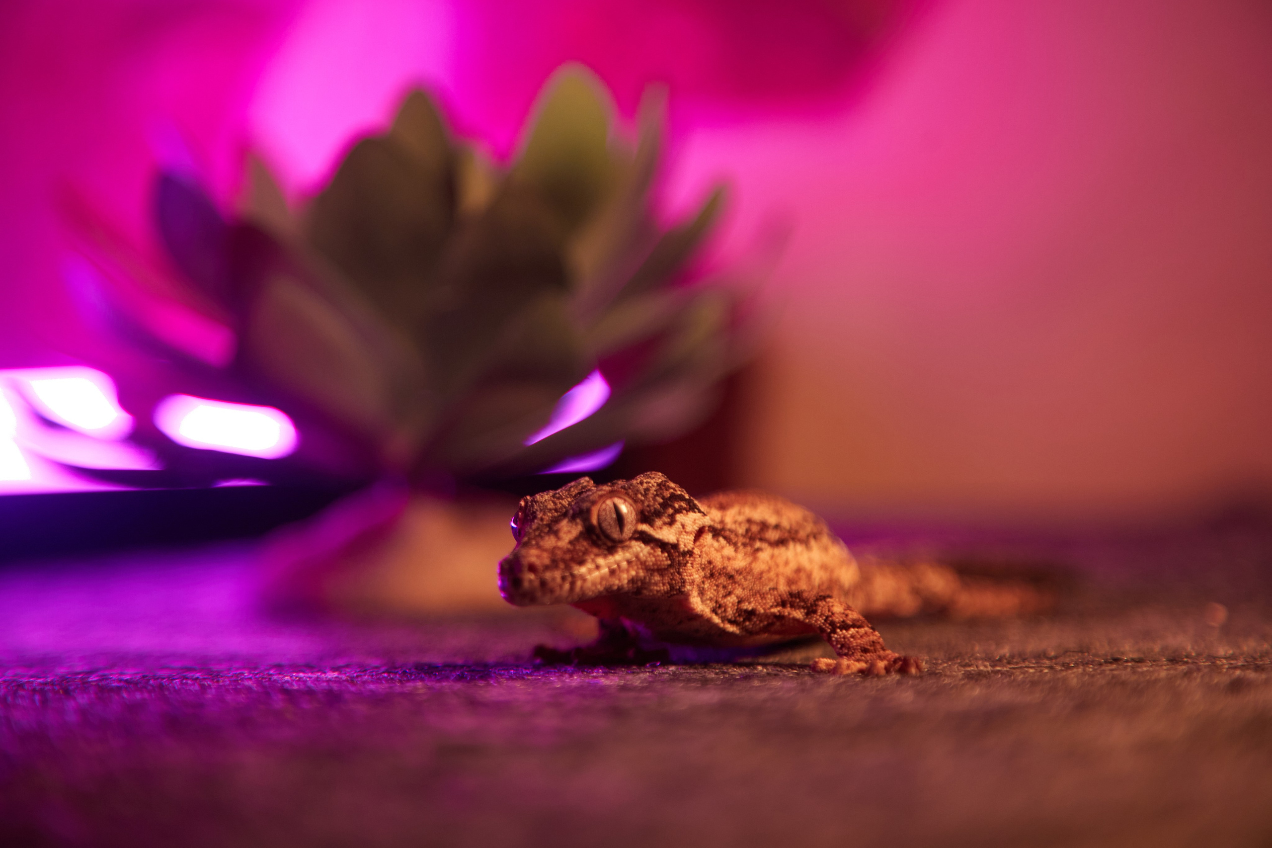 Фотосъёмка ящерицы на светлом  фиолетовом фоне.